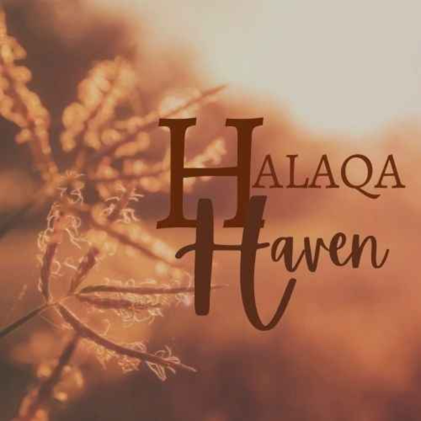 Halaqa Haven