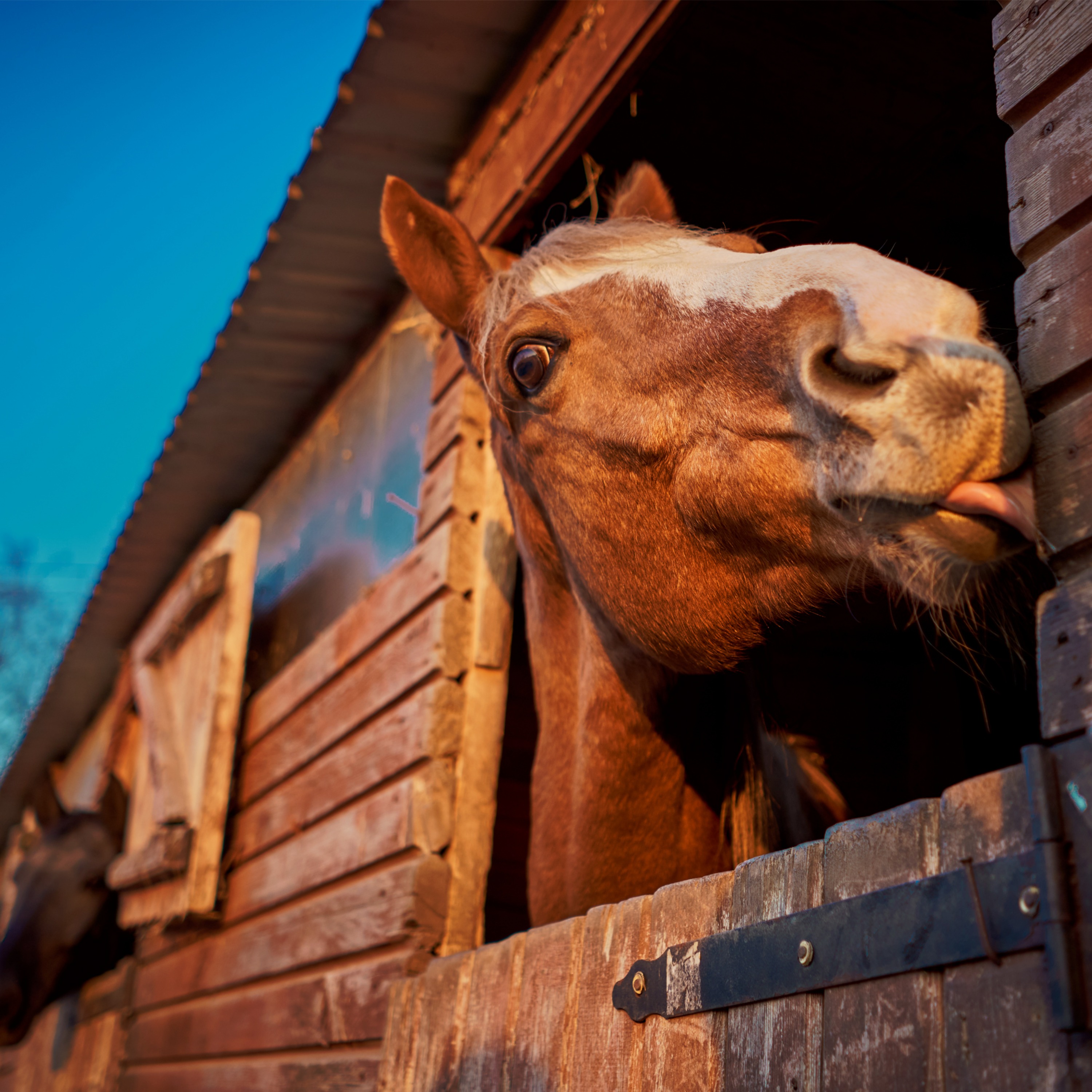 The Bluster's Day Greenhouse T-shirt H***t
