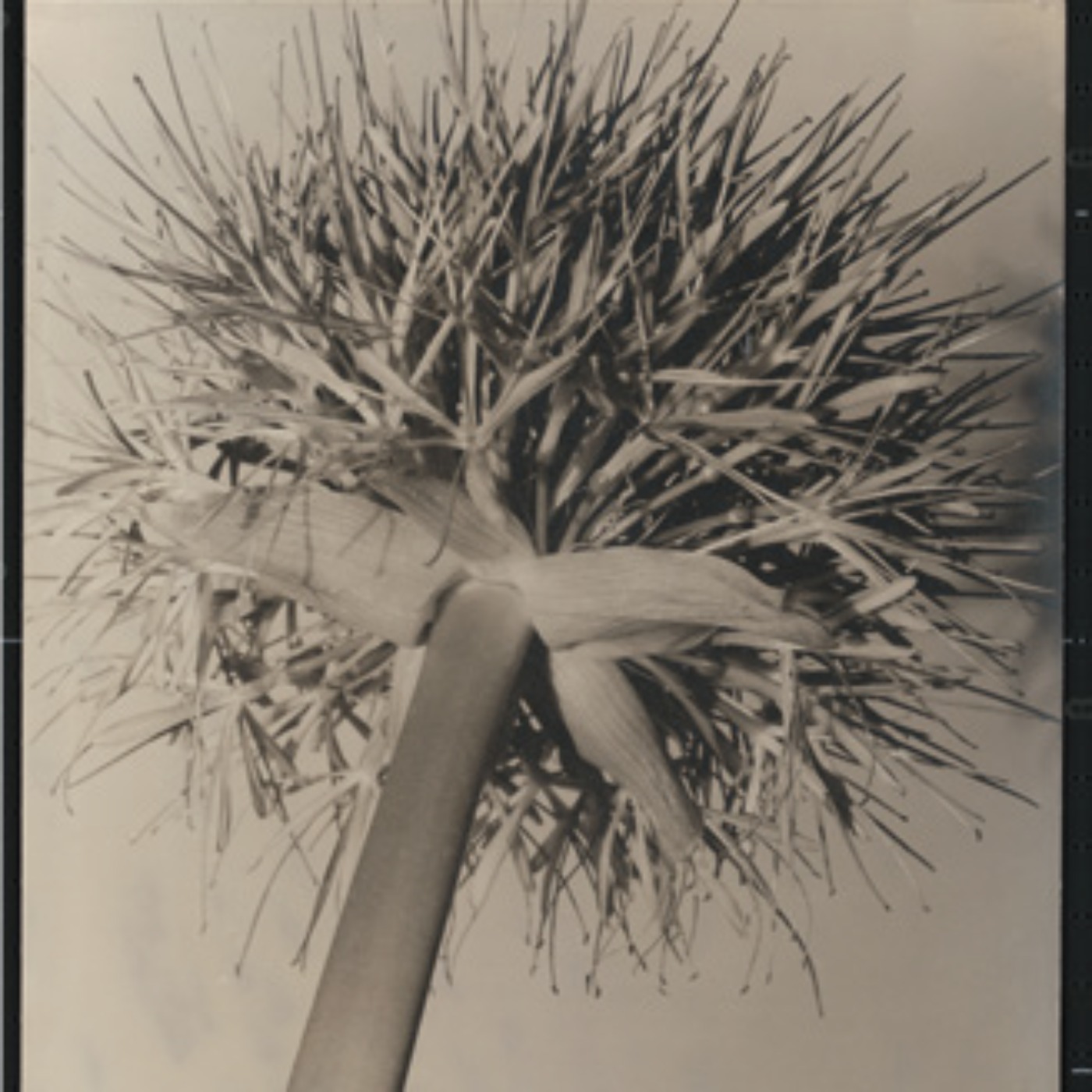 New Objectivity/August Sander