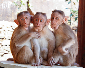 The Self Development Podcast