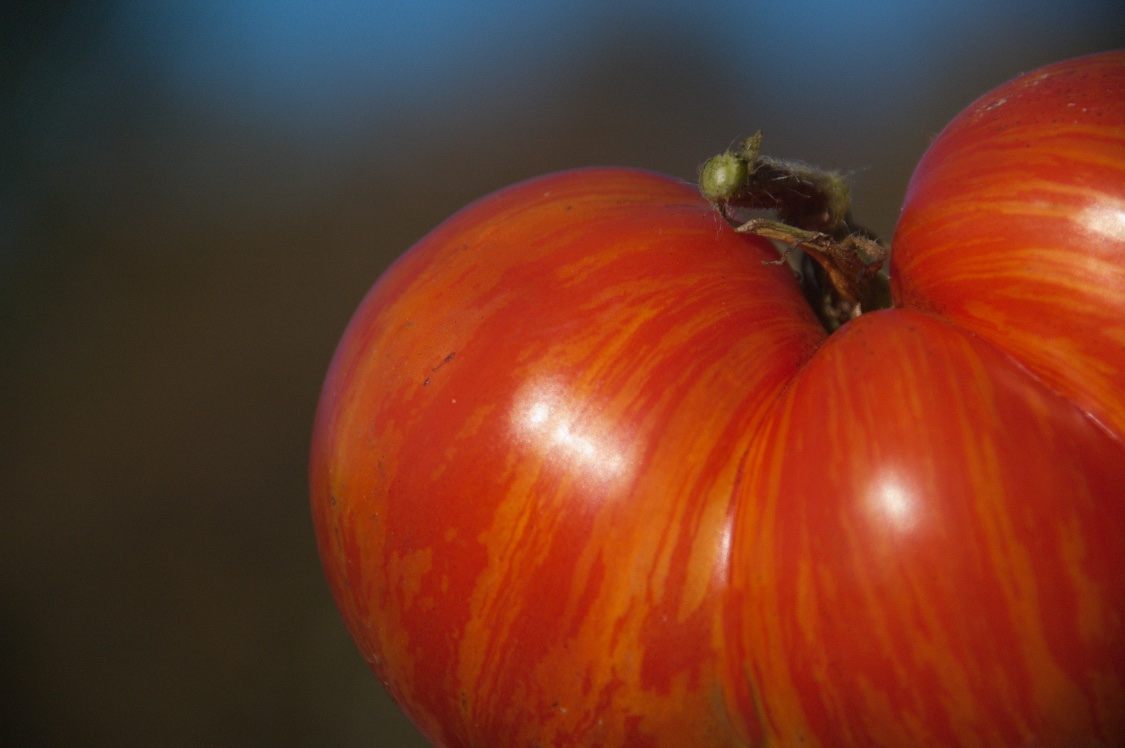 Craig LeHoullier, tomato breeder talks about all things tomato