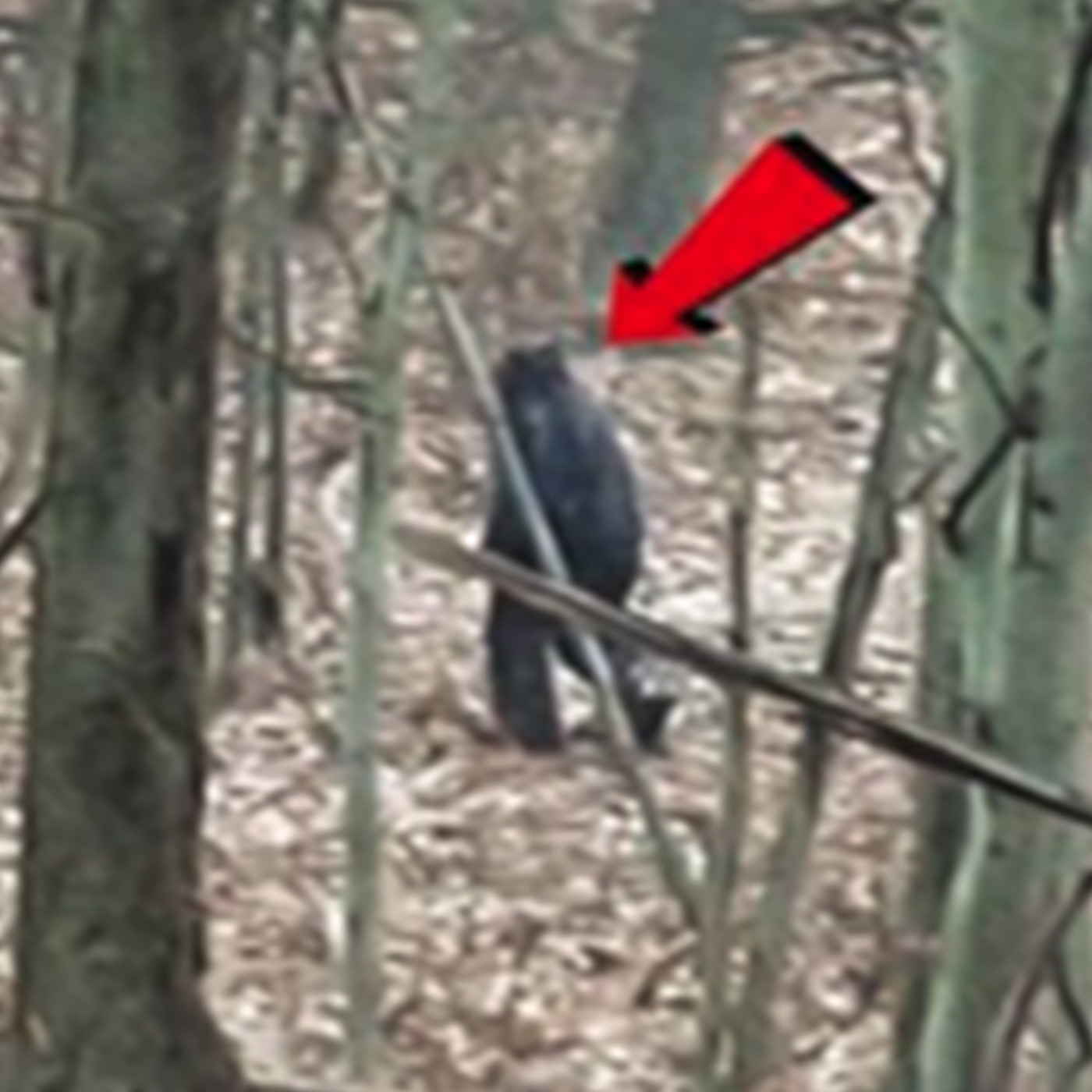 30 EXTREMELY INSANE SCARY CREATURE ENCOUNER HORROR STORIES