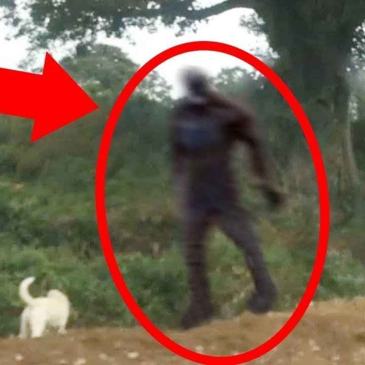 7 SCARY PARK RANGER HORROR STORIES