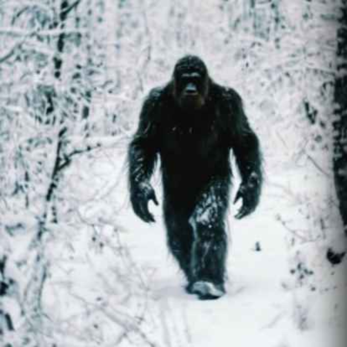 U.S. Navy SEALS SPILLS the BEANS about CREATURES They KILLED In North Carolina Mountains
