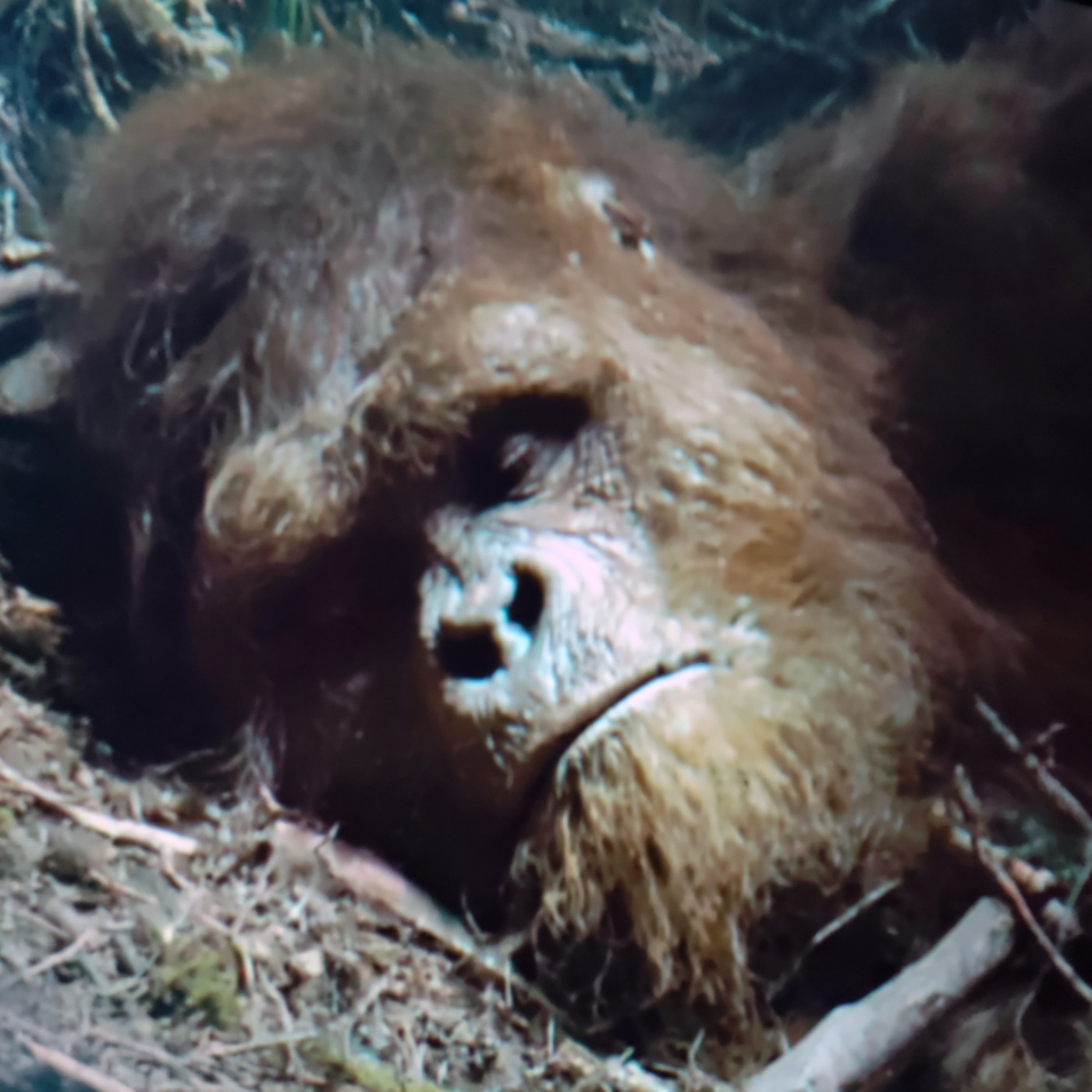 U.S Government WARNS. Serial Killer in Yellowstone National Park… But It’s Not Human