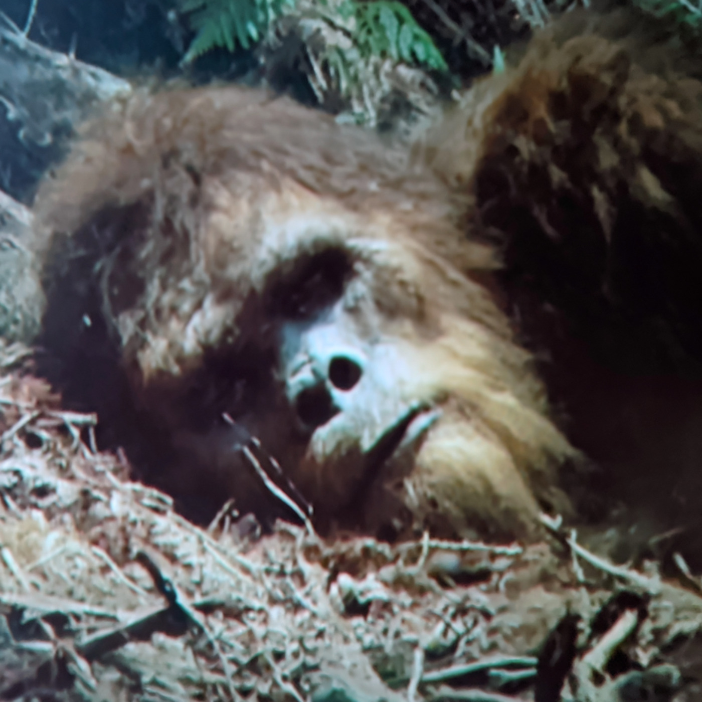 U.S Navy SEAL: NEW Evidence of a CREATURE in Grand Canyon Mountains