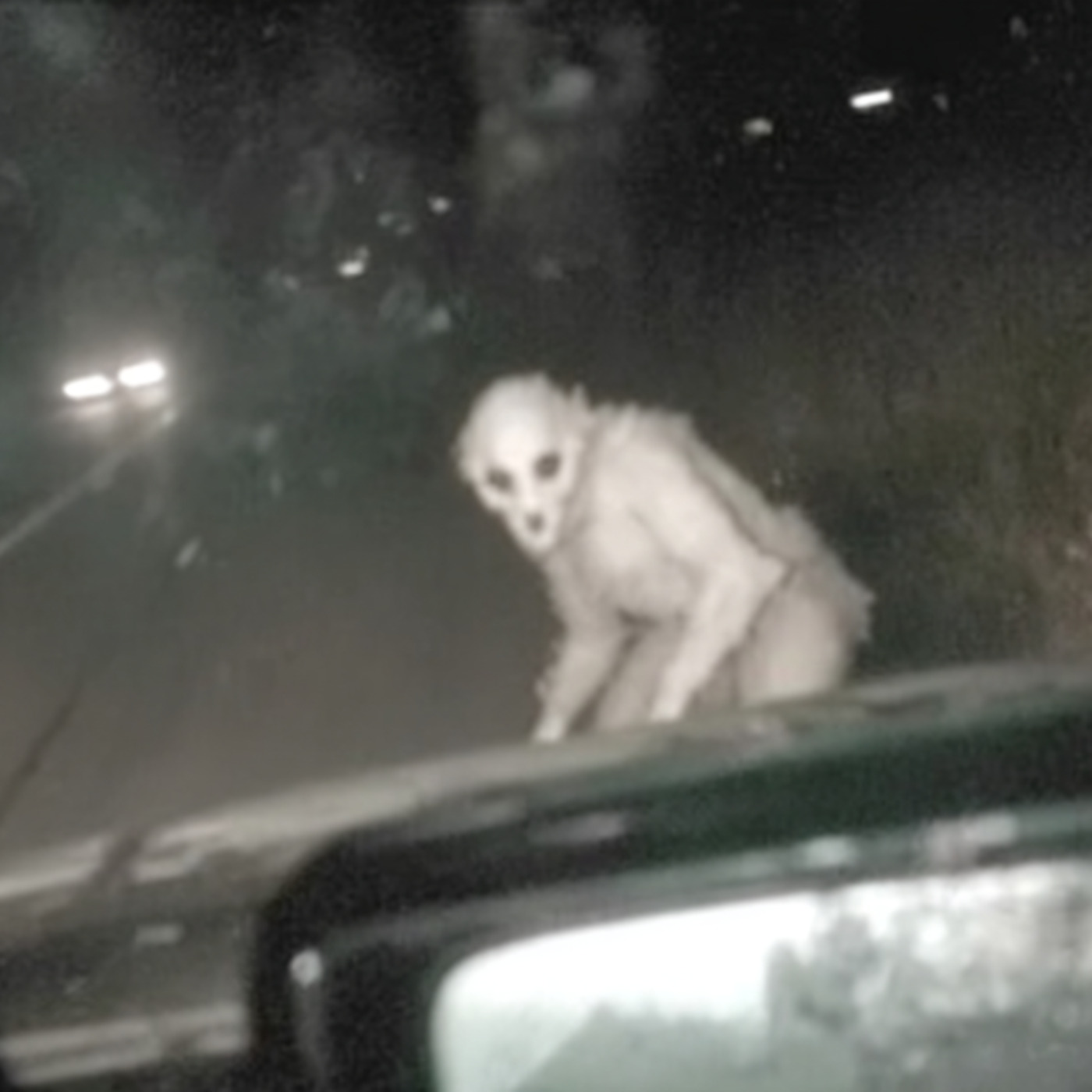 Cherokee NATIVE WARNS US: There Is a NEST of Cryptids In North Carolina Mountains Cherokee NATIVE WARNS US: There Is a NEST of Cryptids In North Carolina Mountains