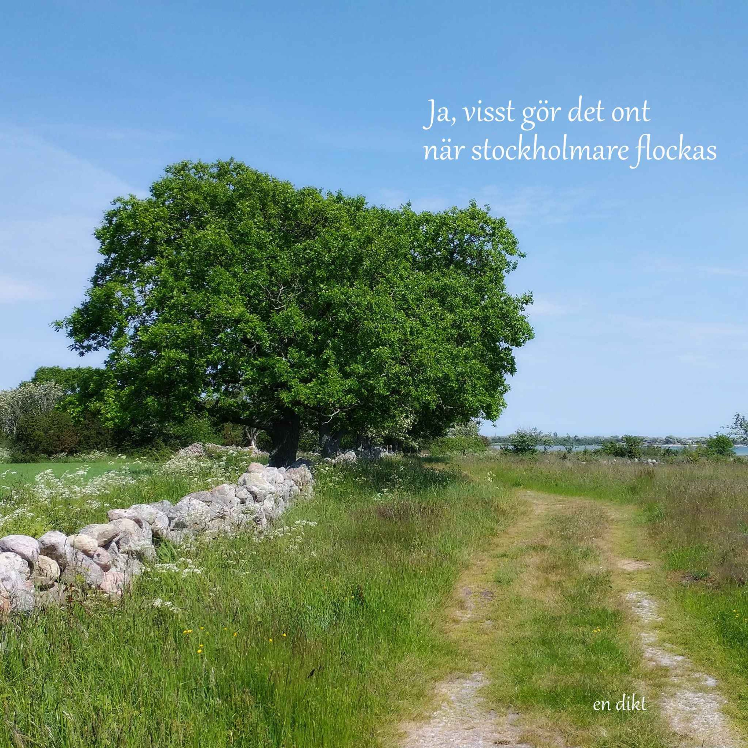 Ja visst gör det ont när stockholmare flockas episode artwork
