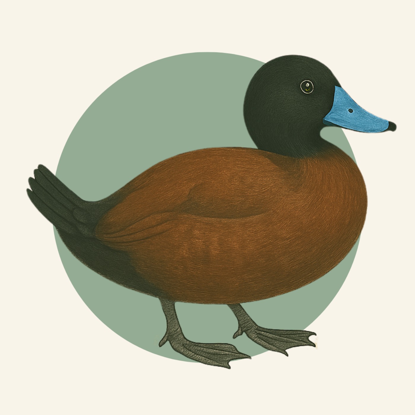 Weekend Birder
