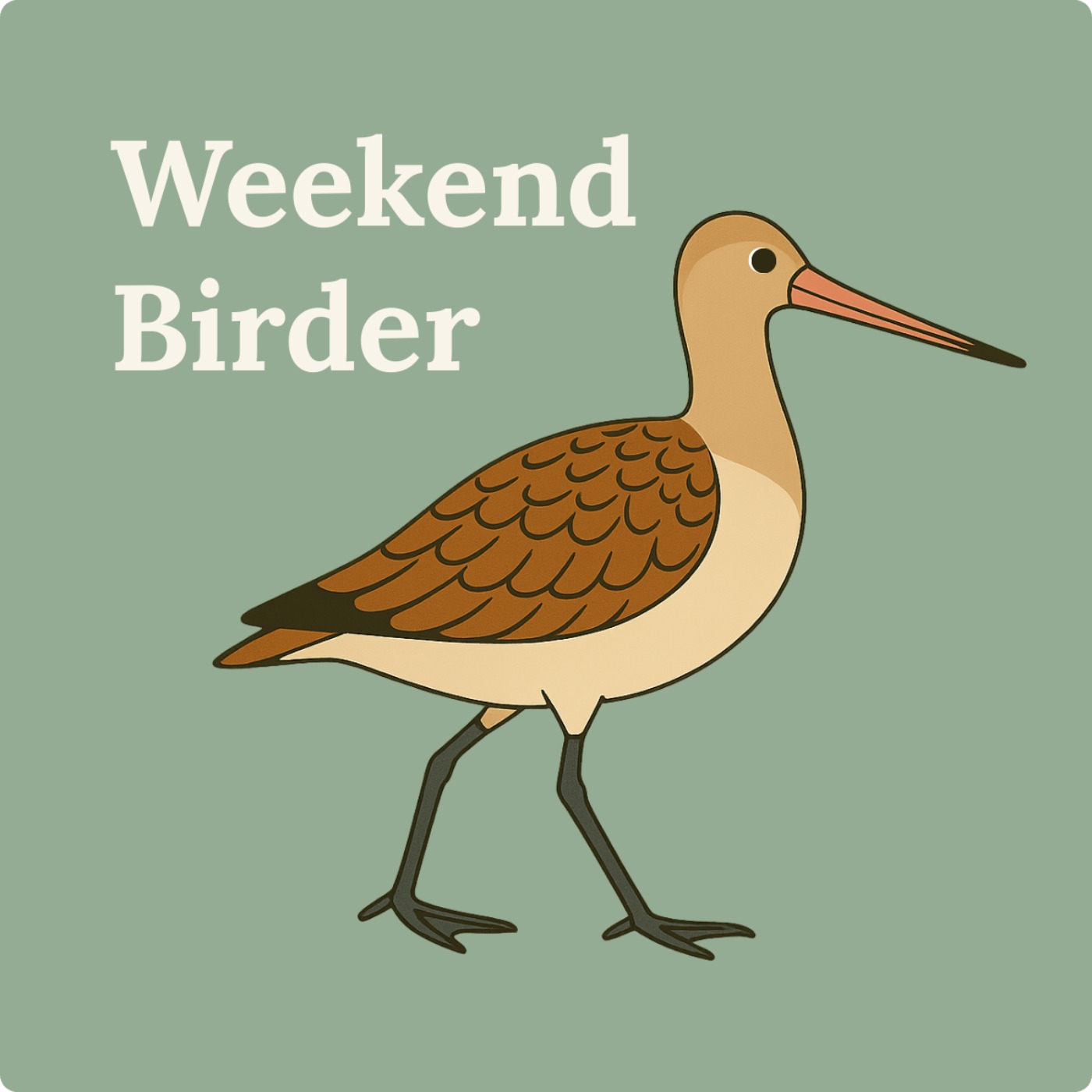 51 Introduction to Shorebirds - with Jeremy