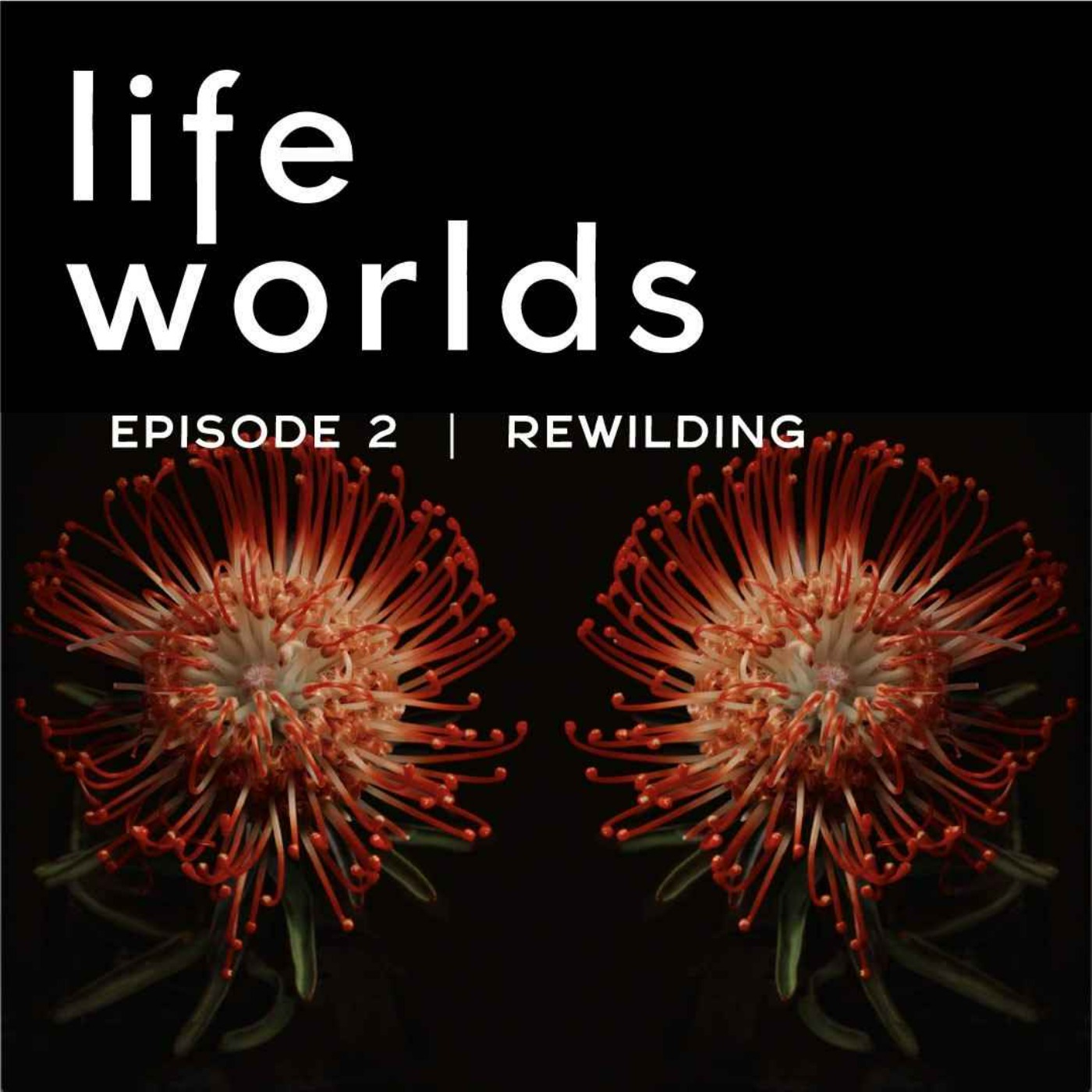 Lifeworlds