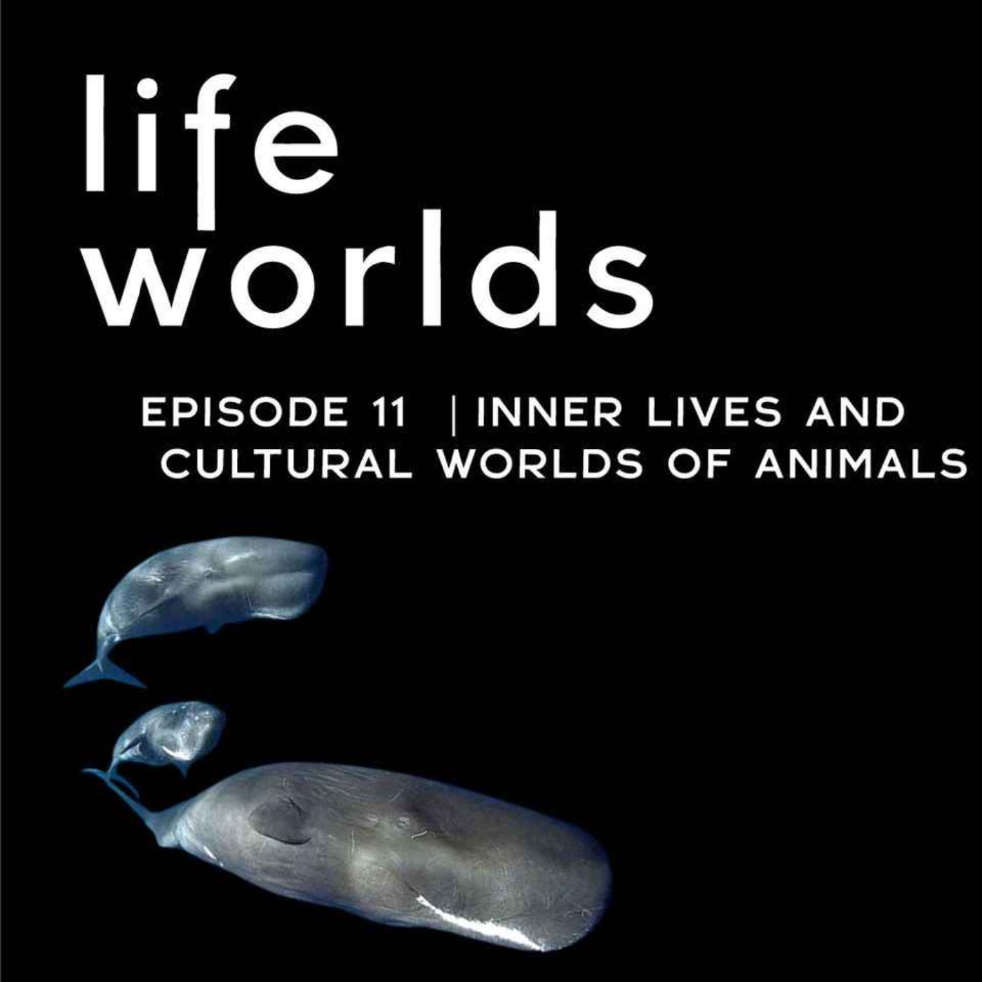 11. The Inner Lives and Cultural Worlds of Animals – with Carl Safina