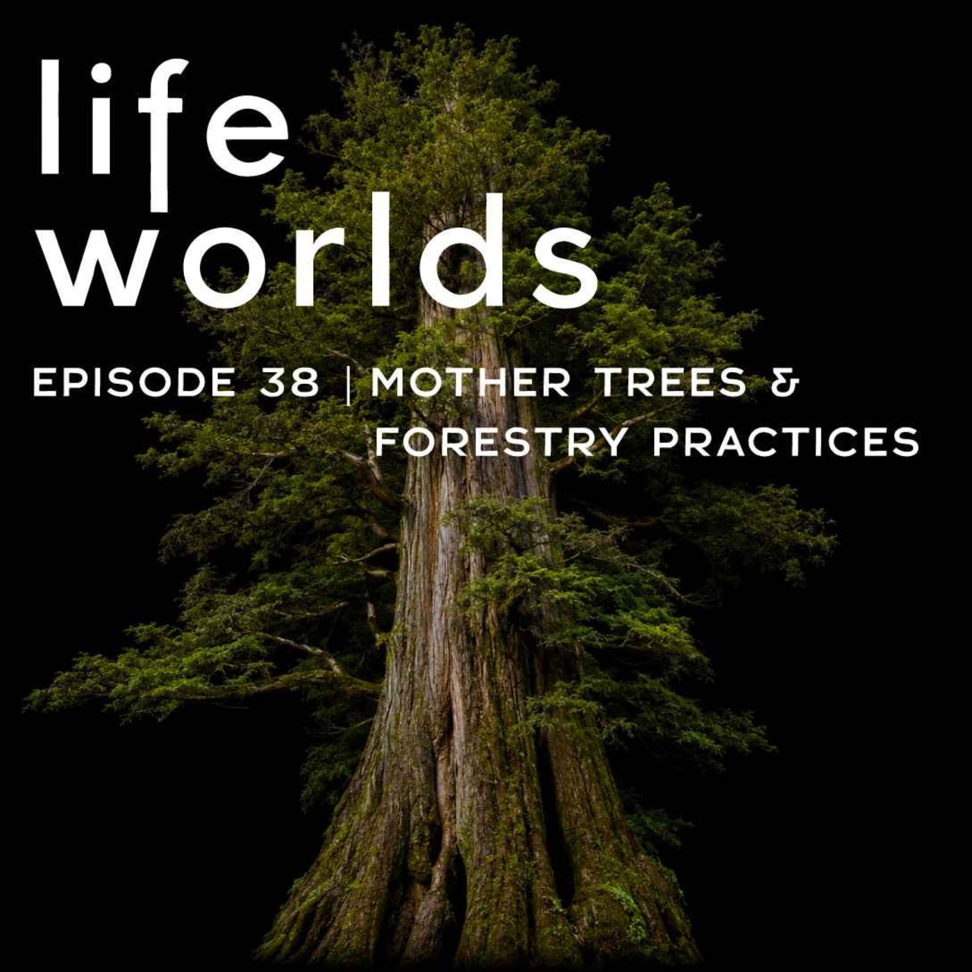 38. Mother Trees And Forest Resilience