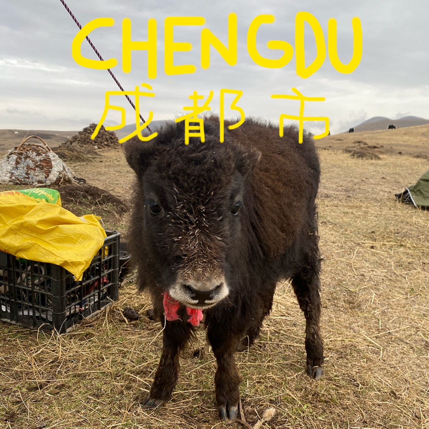 8 - J'ai fait un trek à cheval dans l'Himalaya 