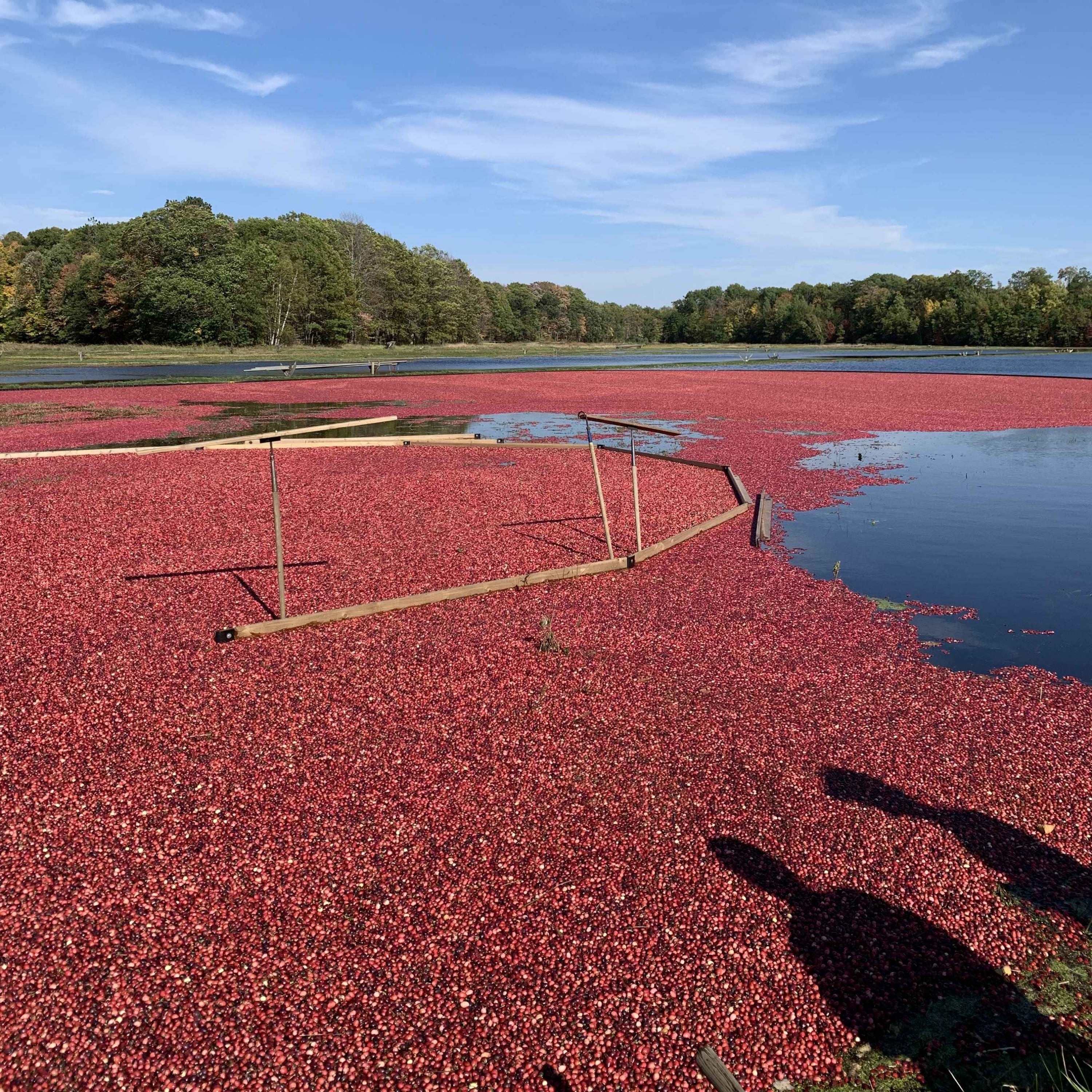 cover art for Cranberry Production