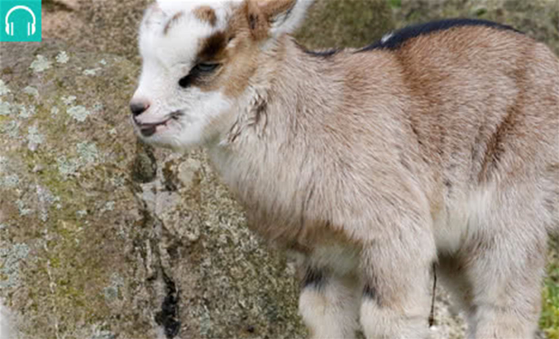 Tasting menu: Audio highlights from the July 29th 2017 edition