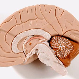 Babbage: The brain that stopped remembering