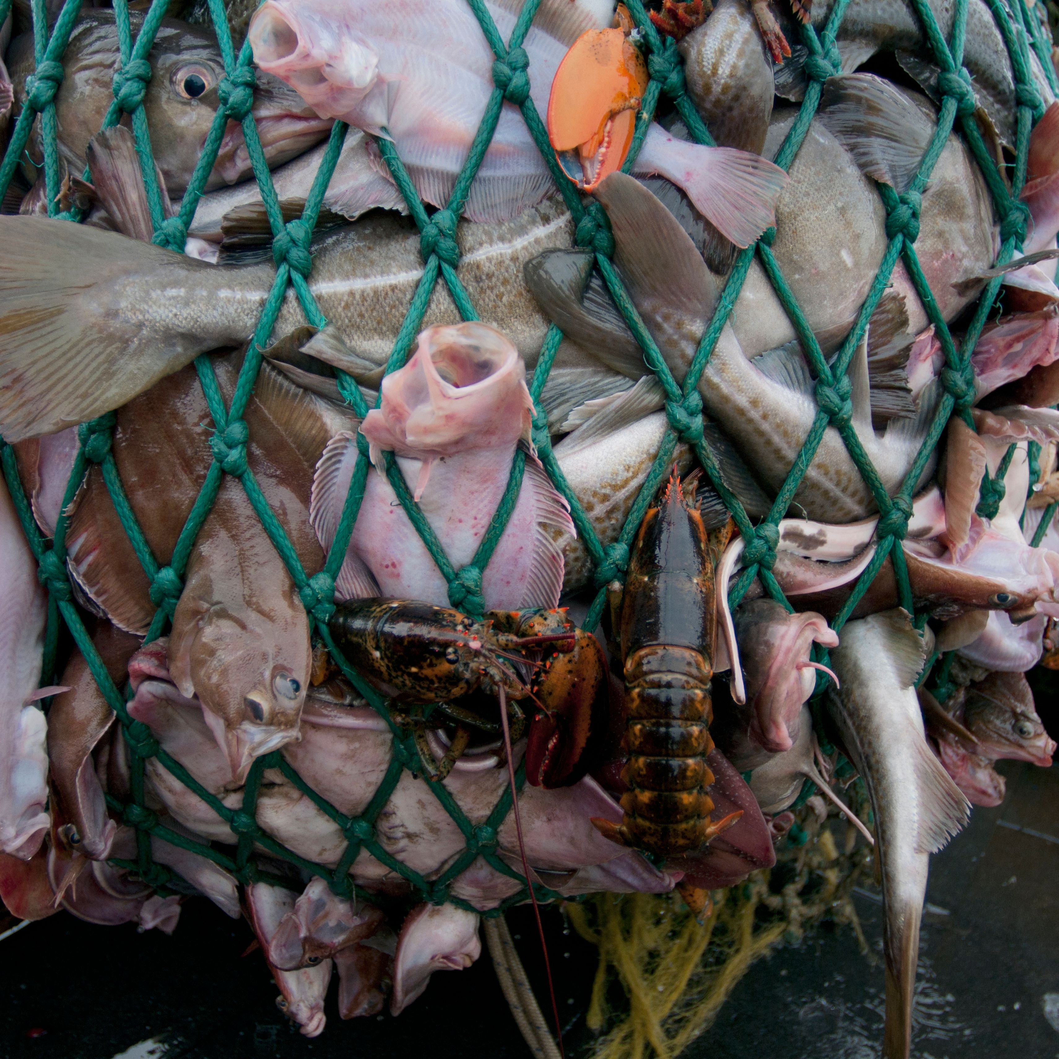 Babbage: Fishing beyond borders