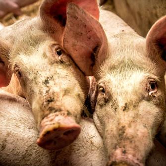 Babbage: Swine lifelines