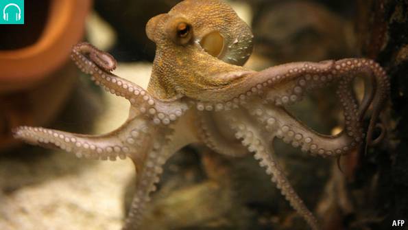 Babbage: Thinking with your tentacles