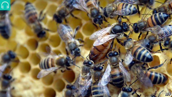 Babbage: Quantum leaps and bee-conomics