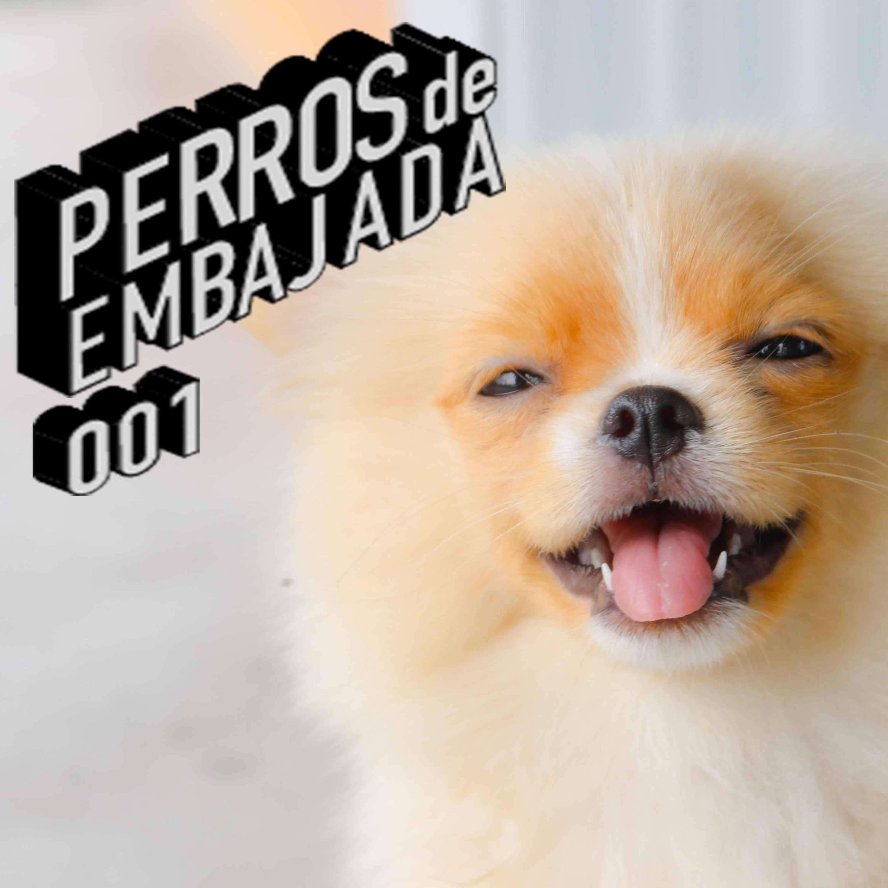 Perros de Embajada