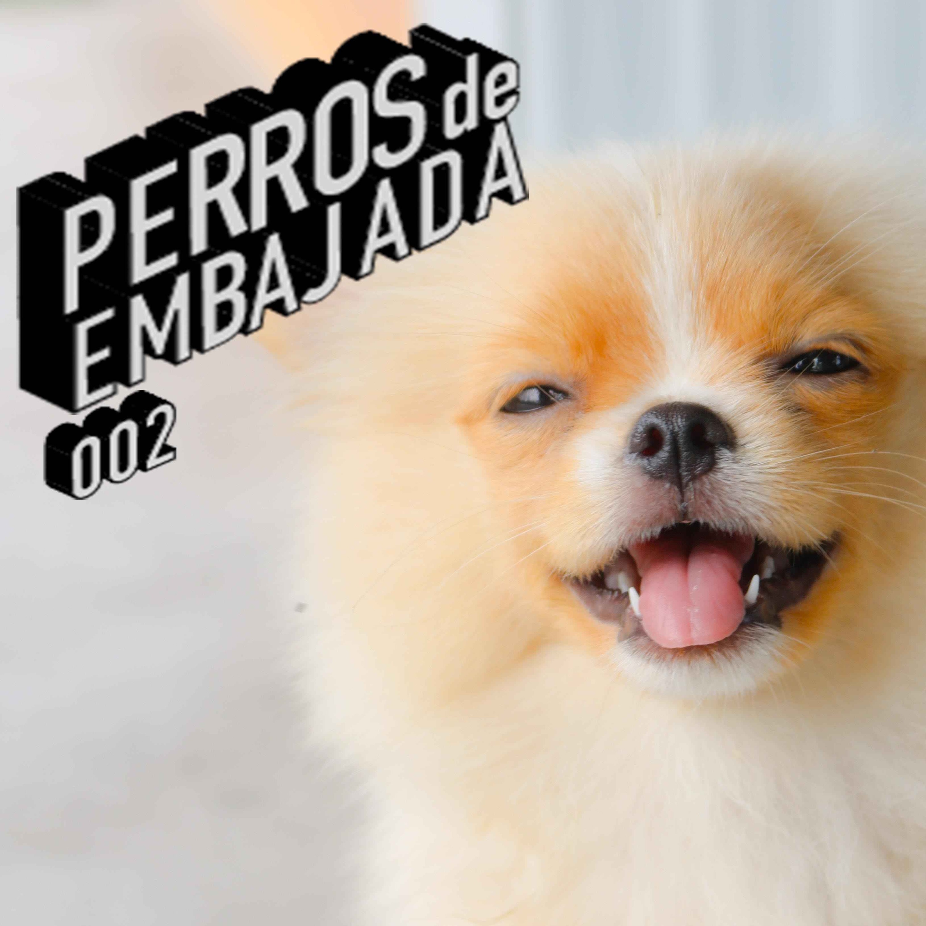 Perros de Embajada