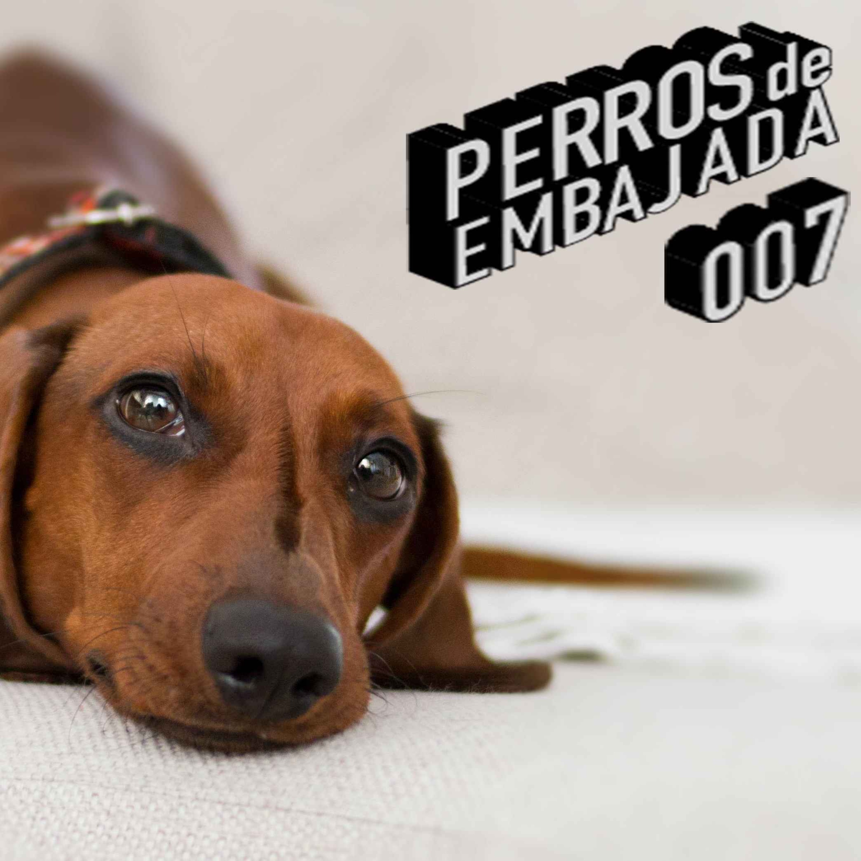 Perros de Embajada