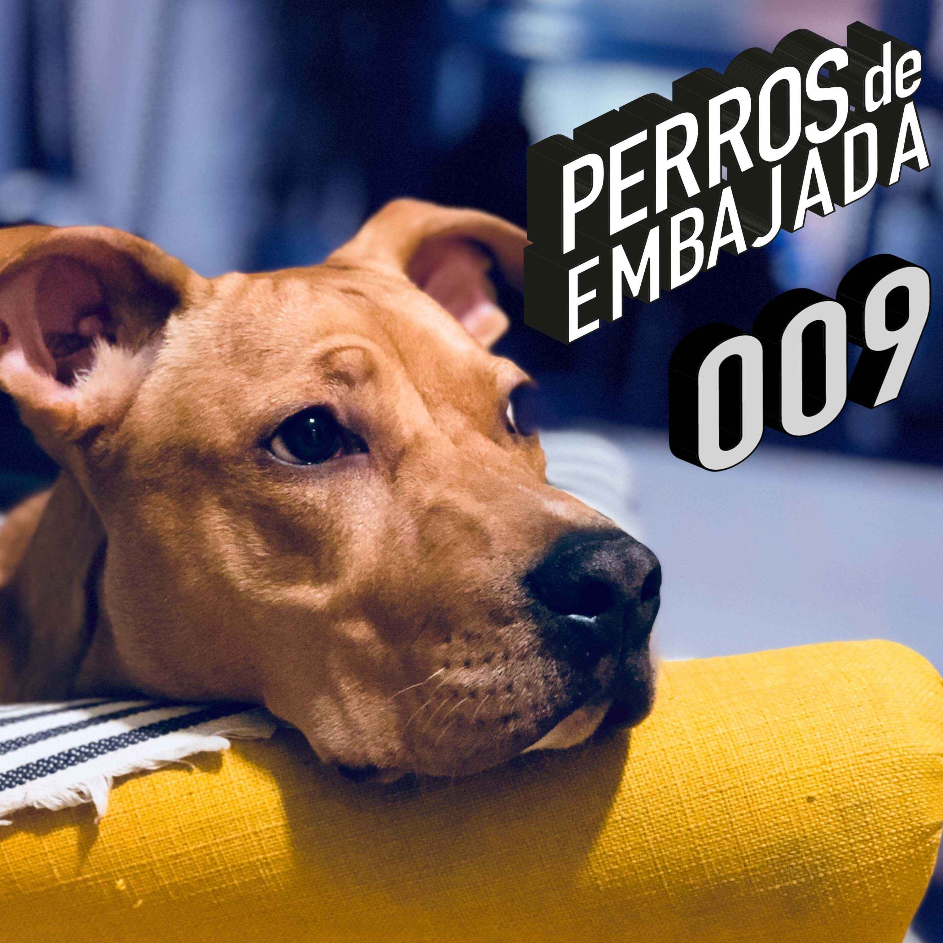 Perros de Embajada