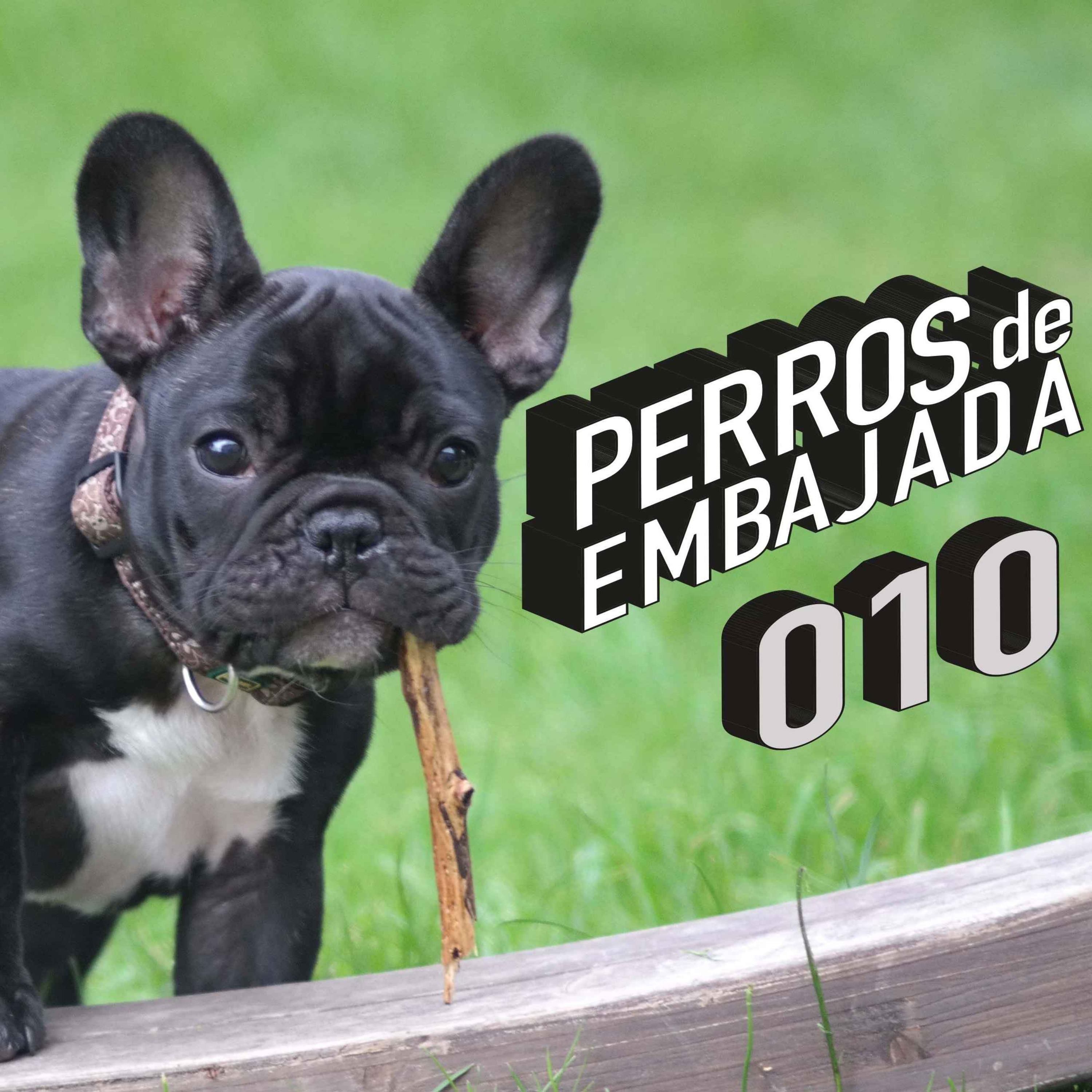 Perros de Embajada
