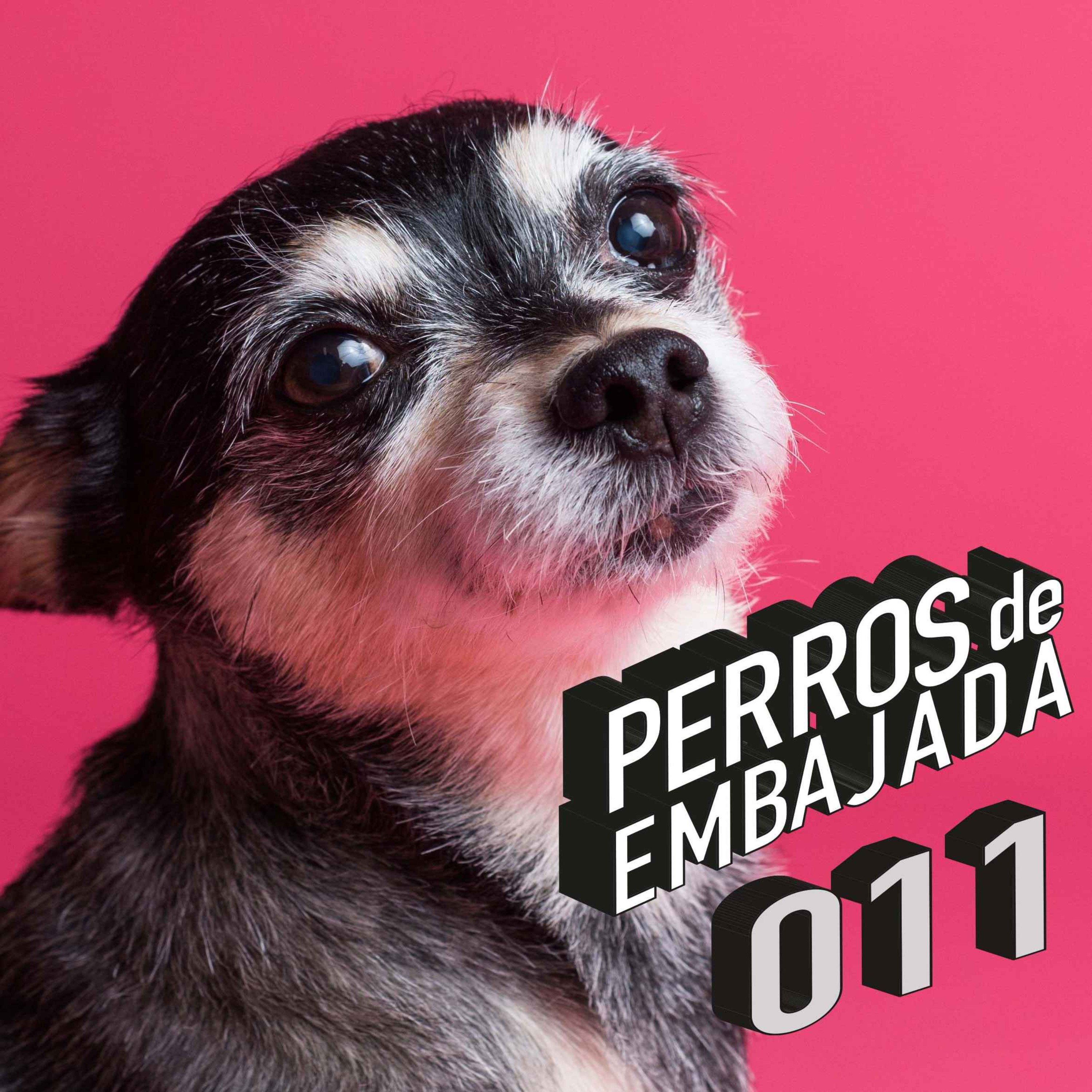 Perros de Embajada