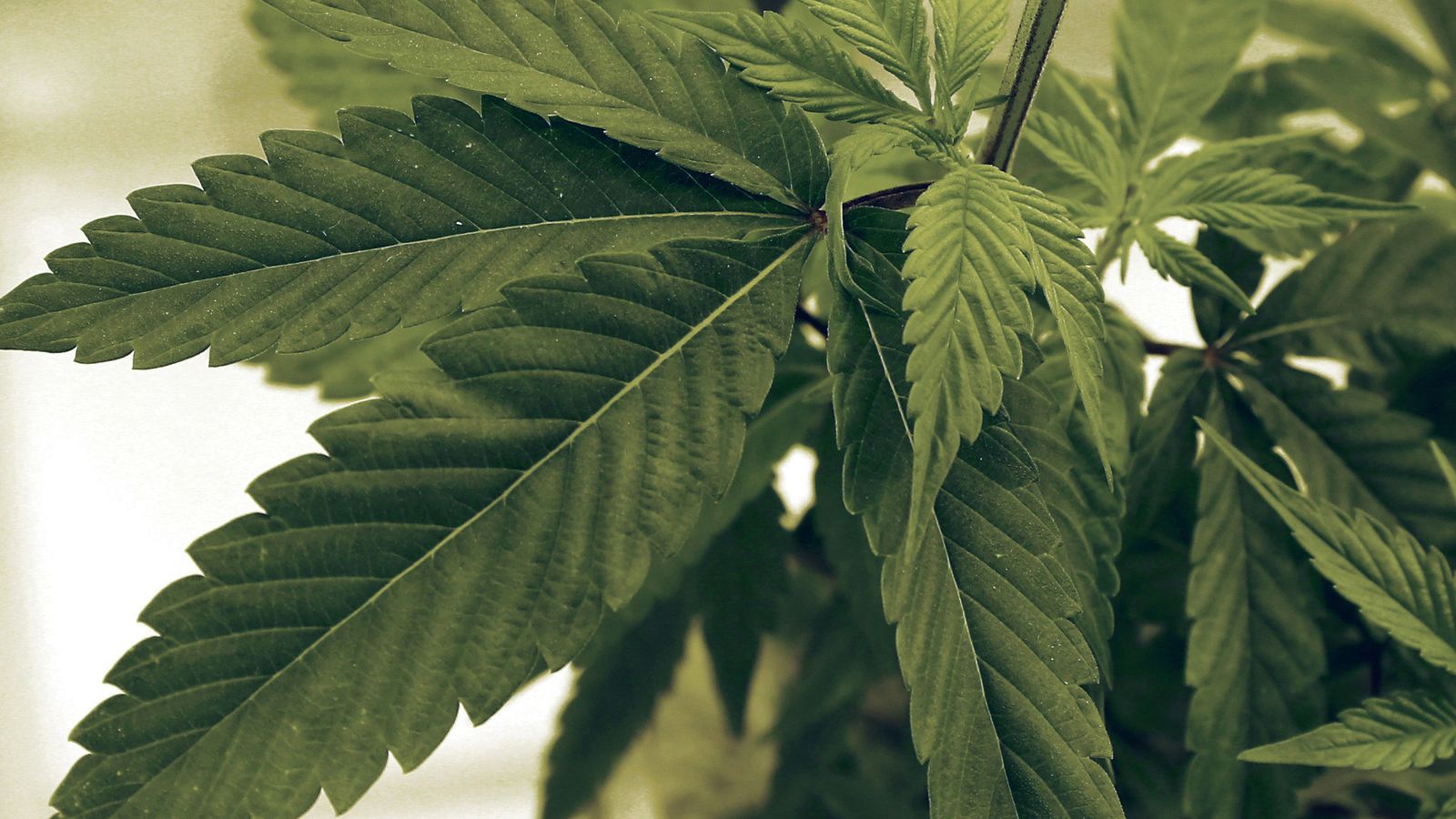 Legal Weed More Popular, Men Dominate Abortion Conversation & Trump's First 100 Days episode artwork