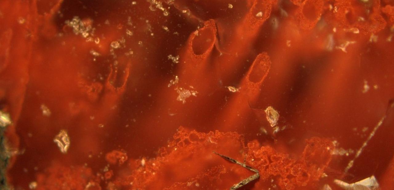 Earth's Oldest Life, Snapchat NRA Ads & Flint Water Bills episode artwork