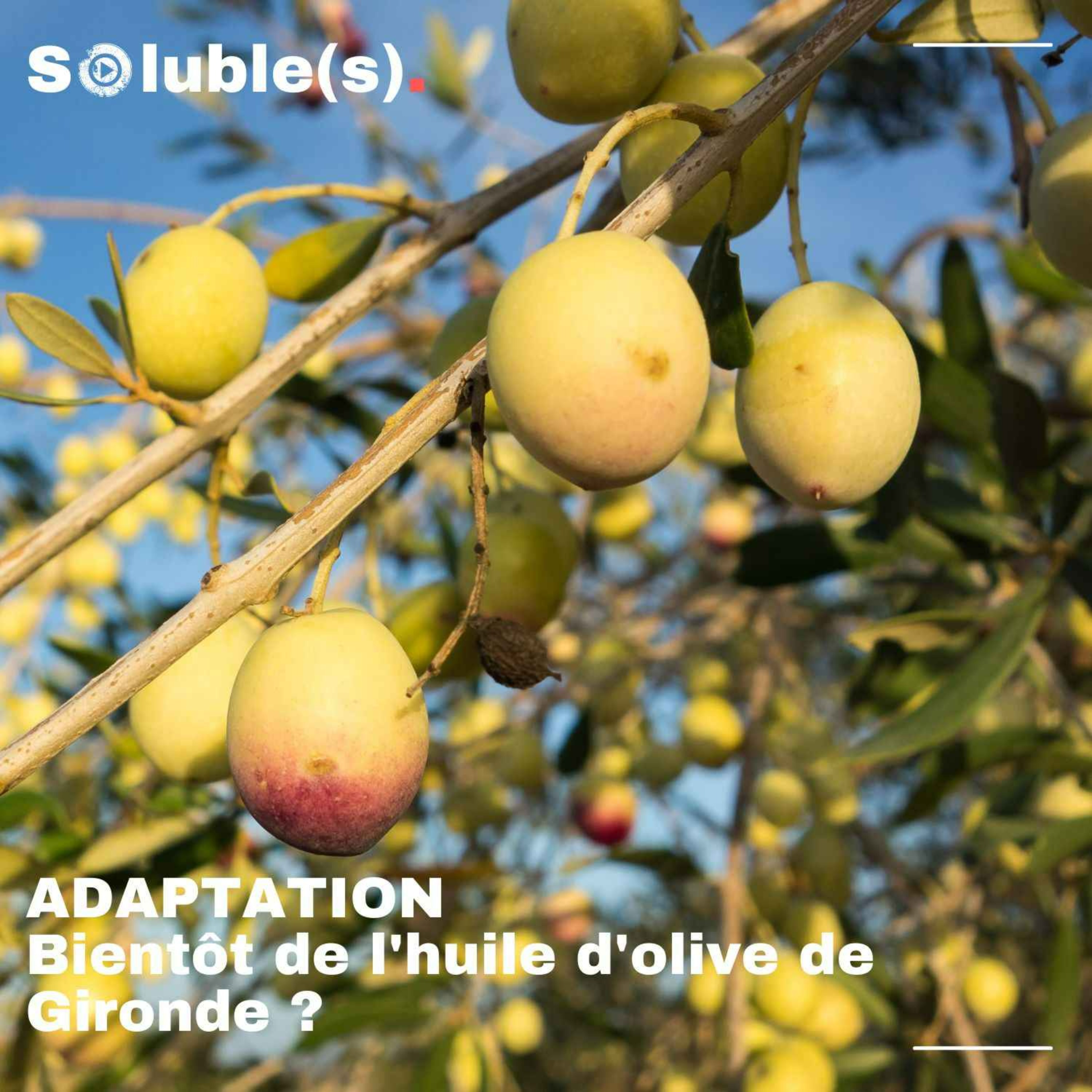 Soluble(s) | Actu, Ecologie, Société & Solutions