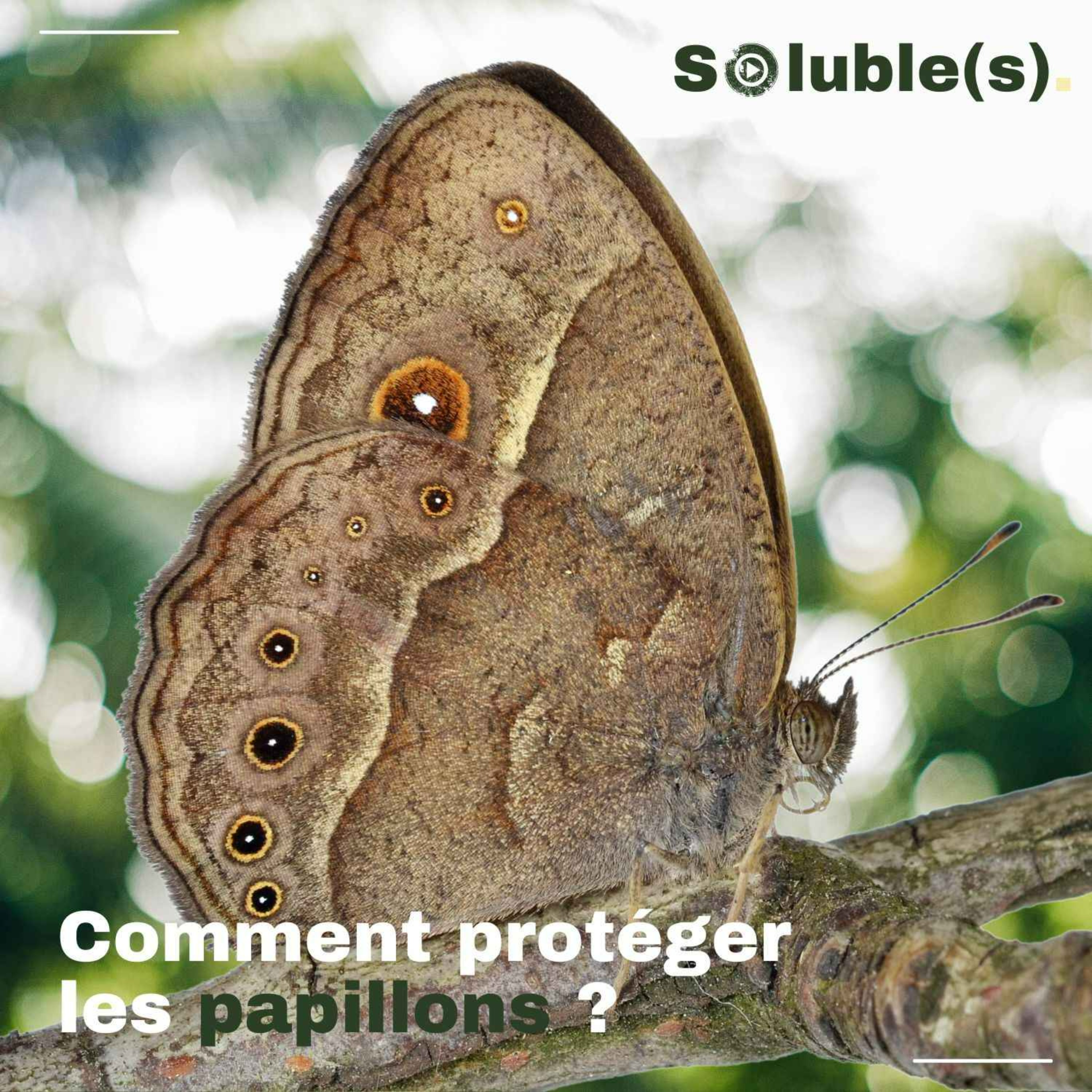 Soluble(s) | Actu, Ecologie, Société & Solutions