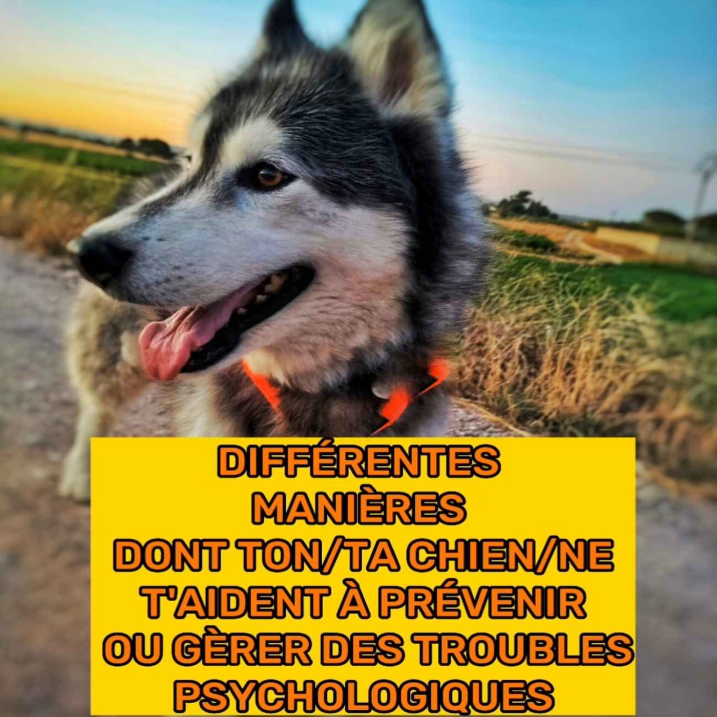 DogWildHeart France