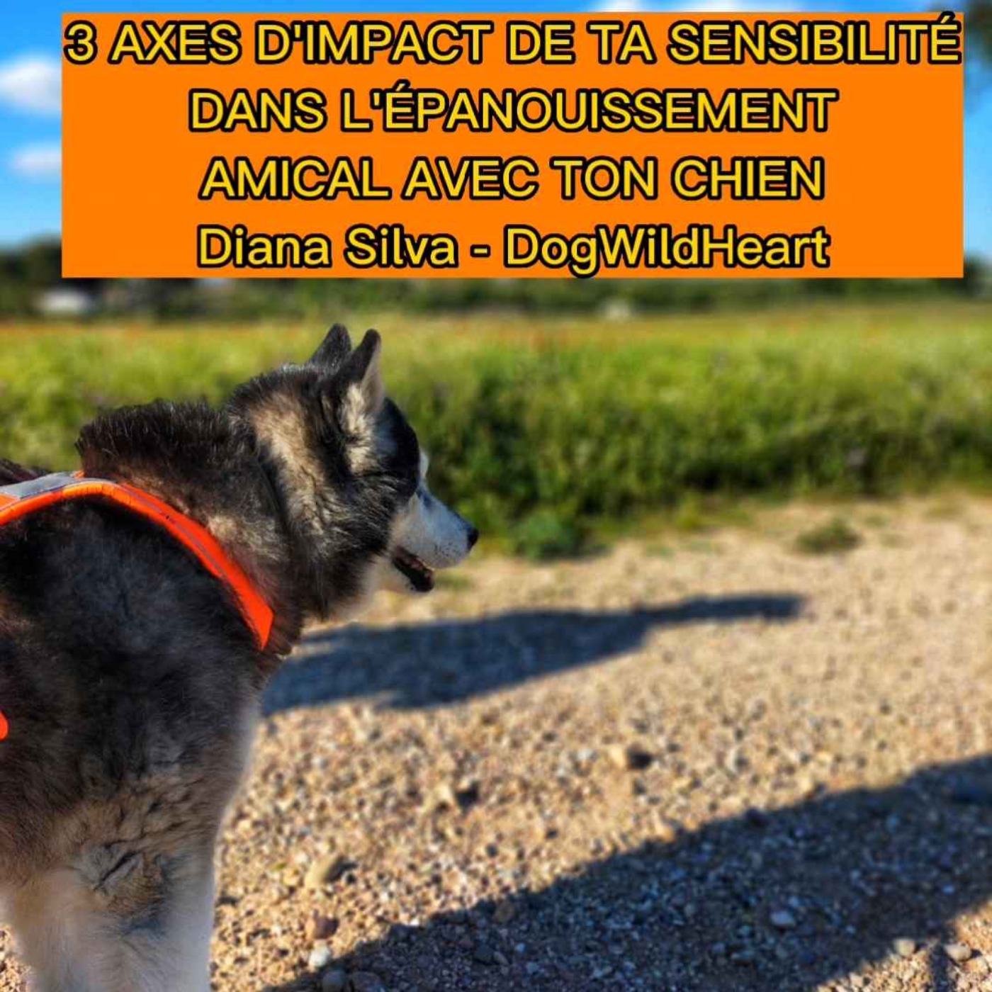 DogWildHeart France