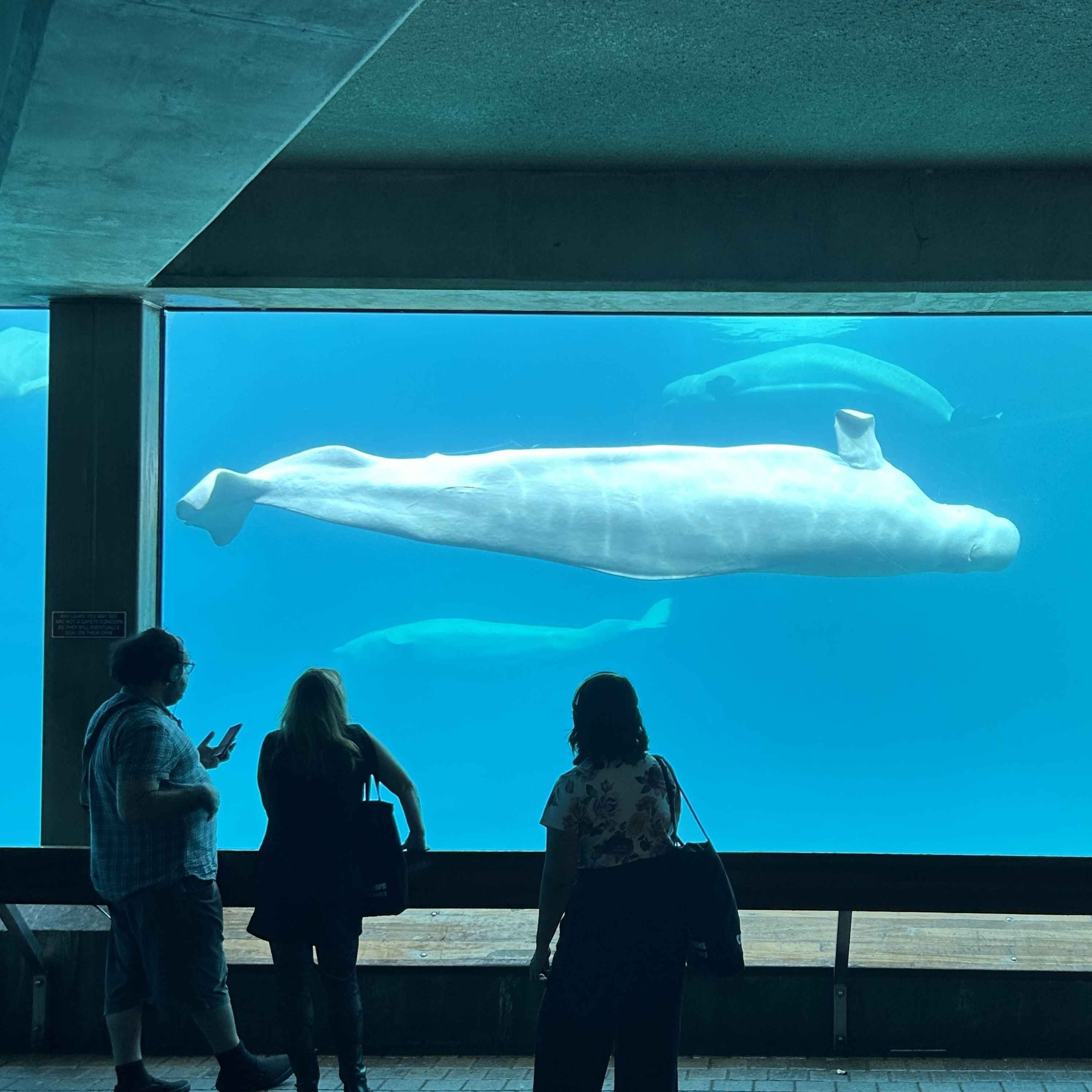 Marineland Guilty Under Animal Cruelty Laws. Why is it Still Open?