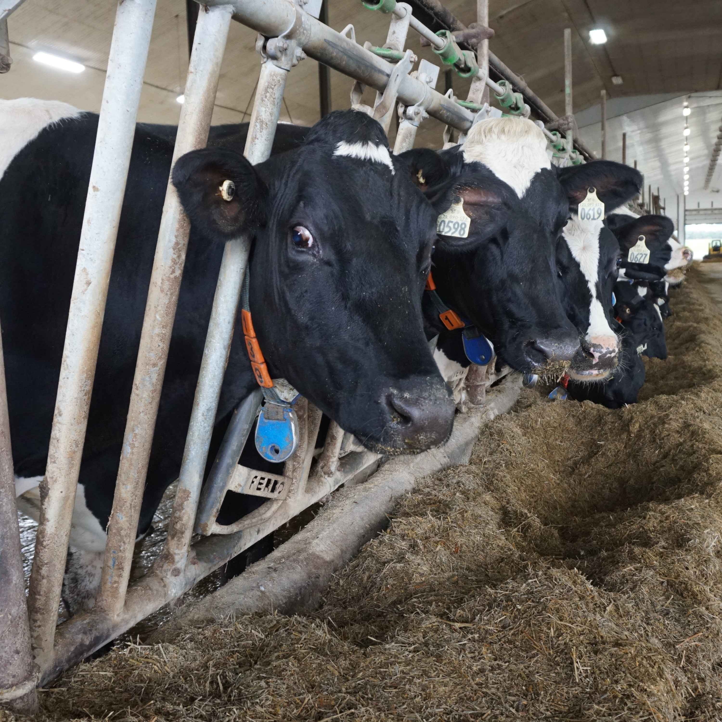 Why it's Illegal to Spy on Cows in Ontario