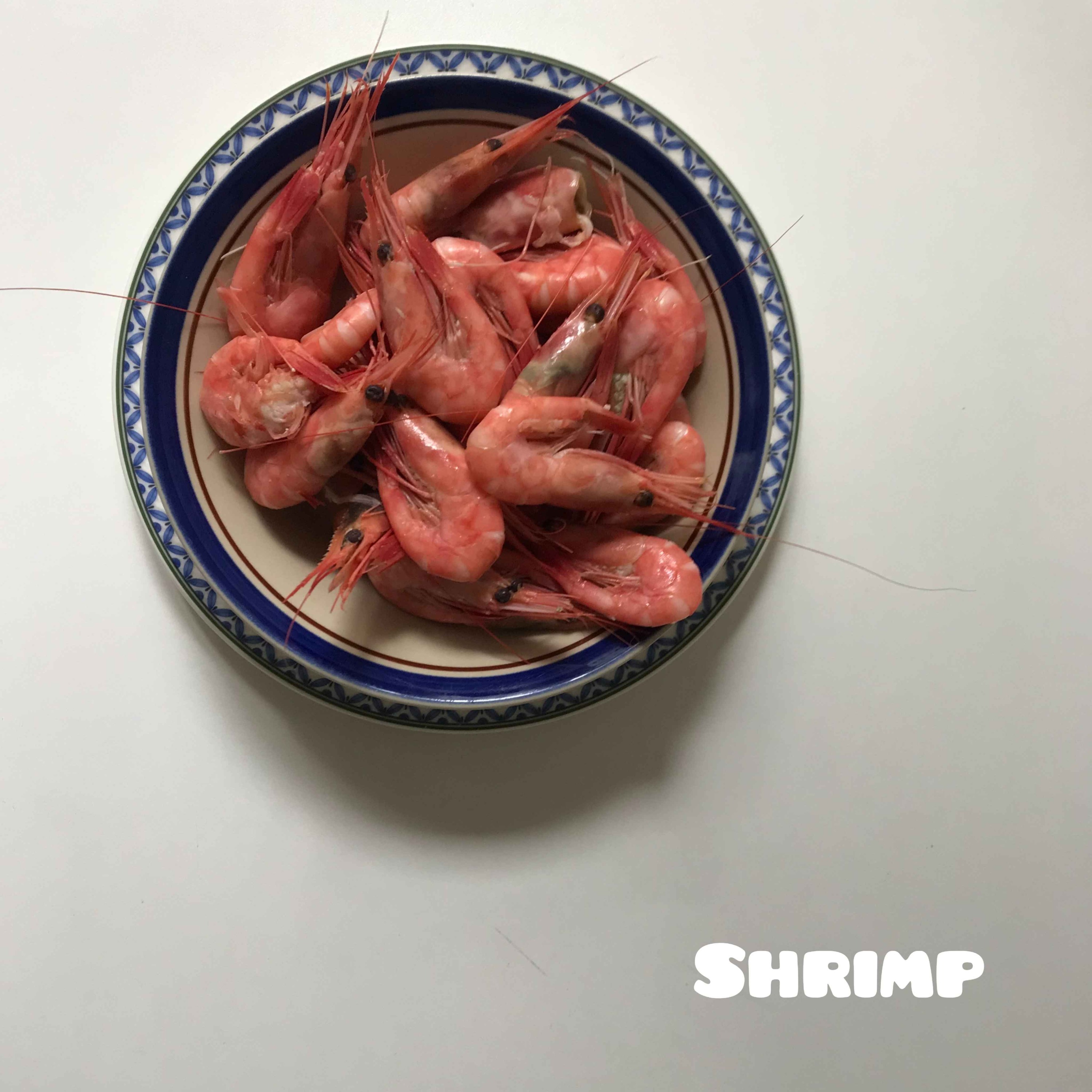 Shrimp episode artwork