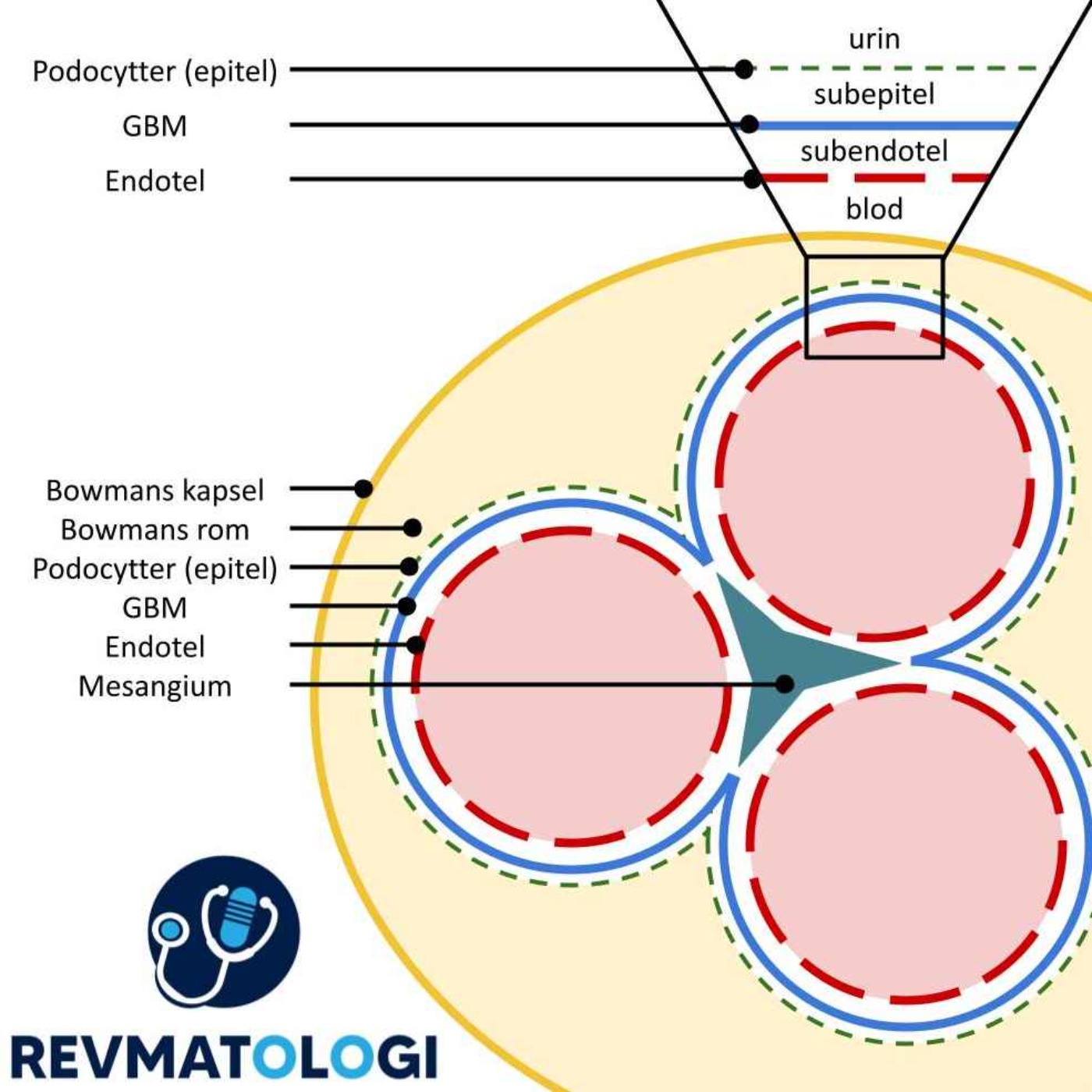 Revmatologi