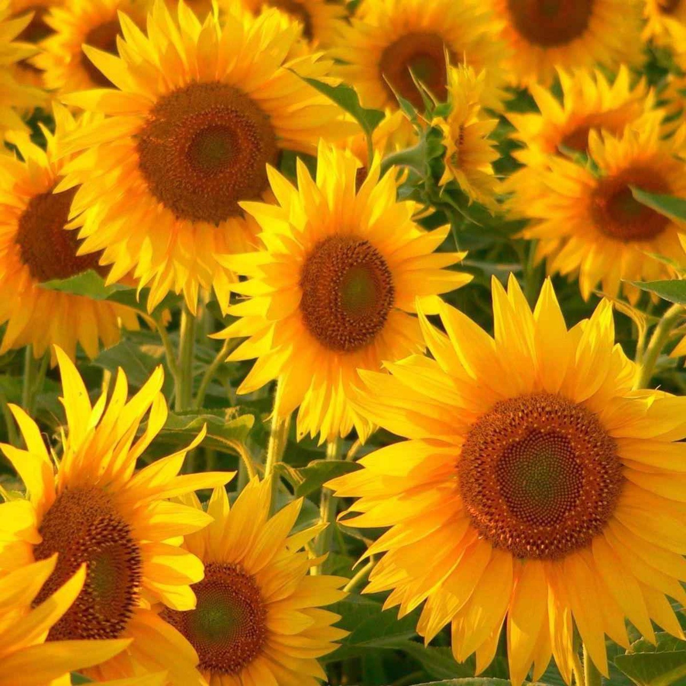 Sunflower Phoenix Rising podcast artwork