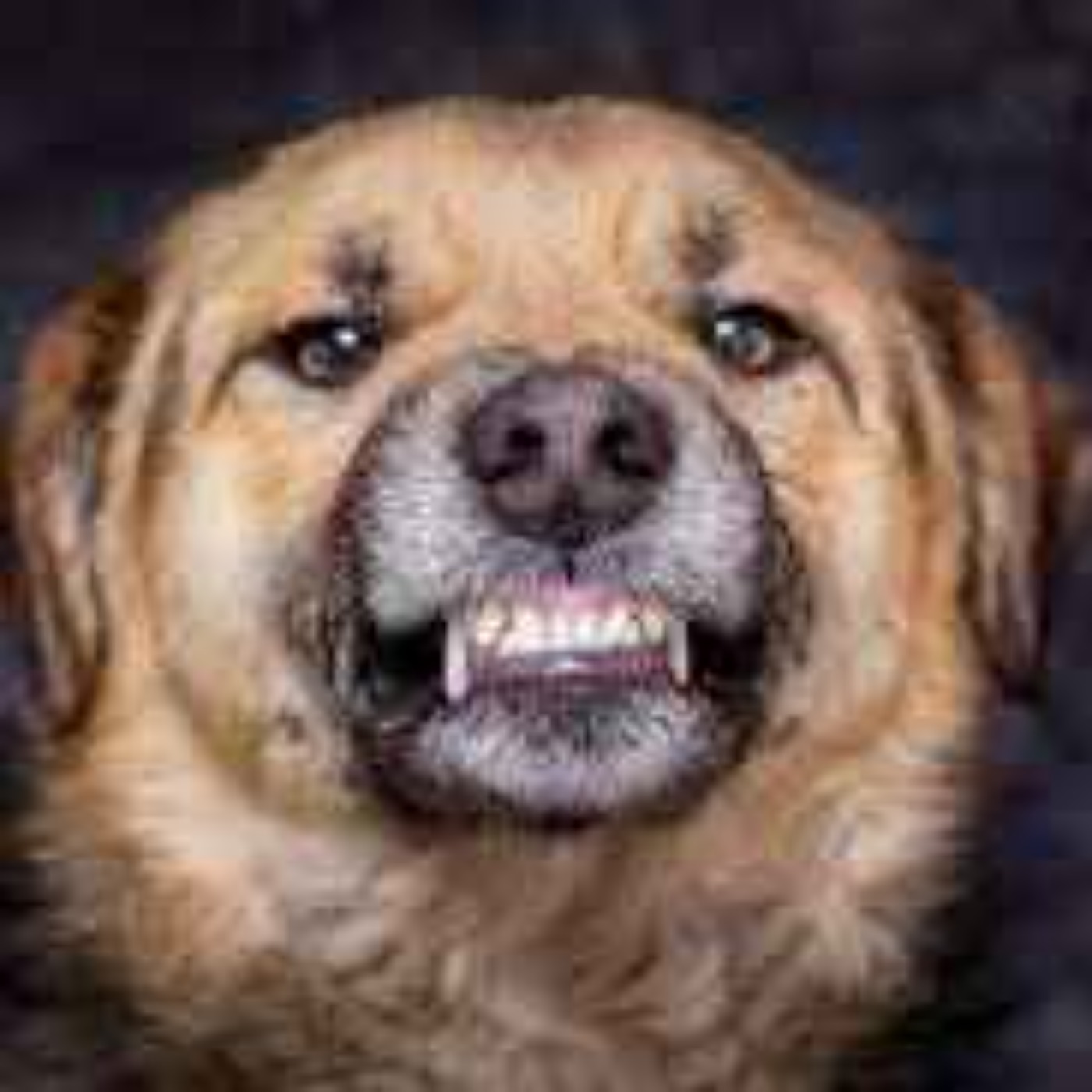 Montrer les dents