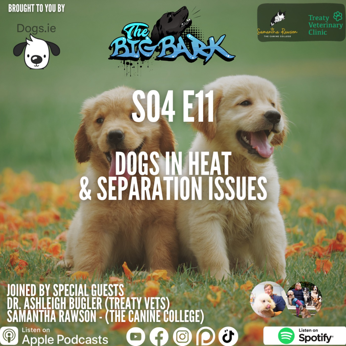 cover art for The Big Bark - S04 E11 Episode #71 Tis the season: Dogs in Heat & Separation issues