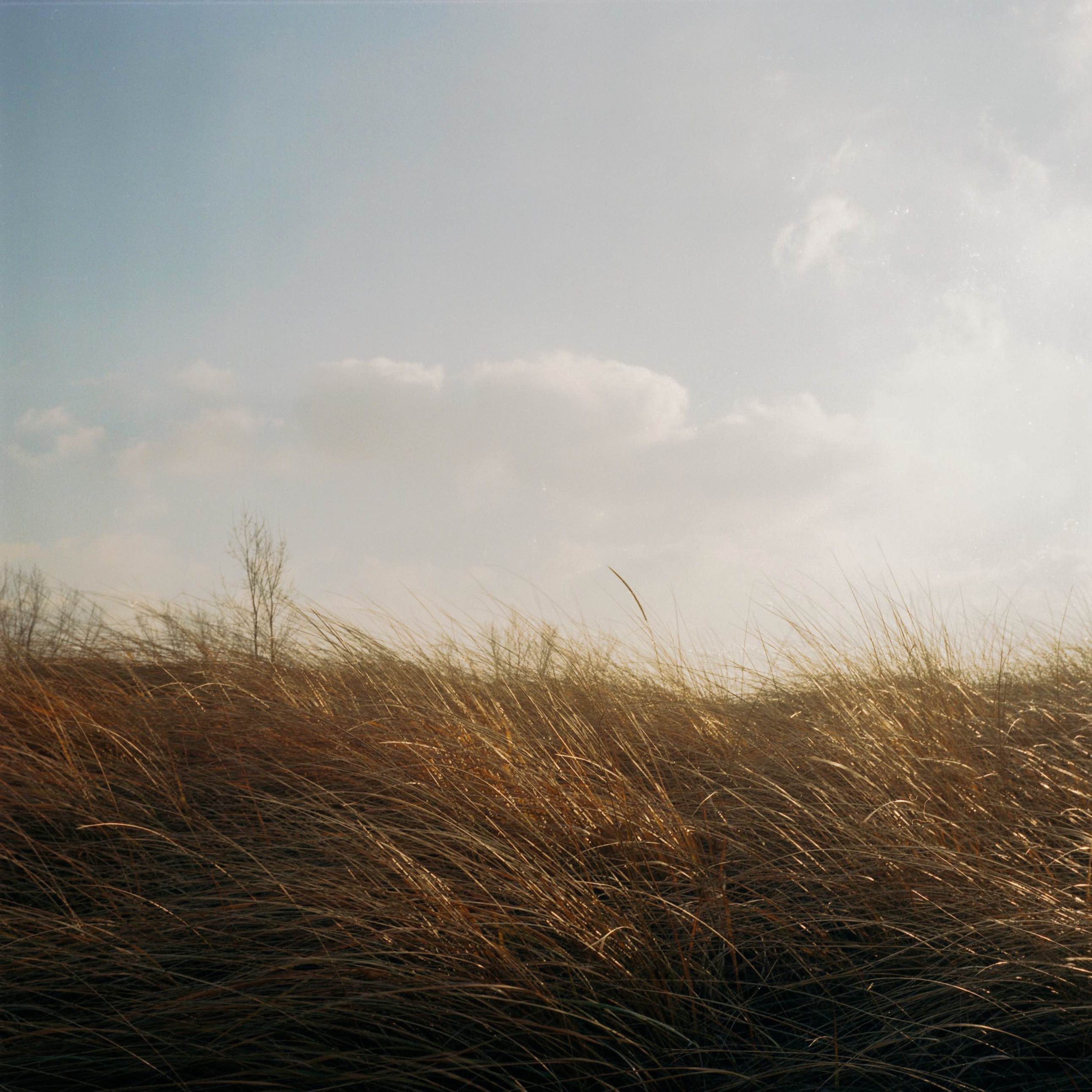 Nature's Lullaby: Relaxing White Noise of Wind Through Trees