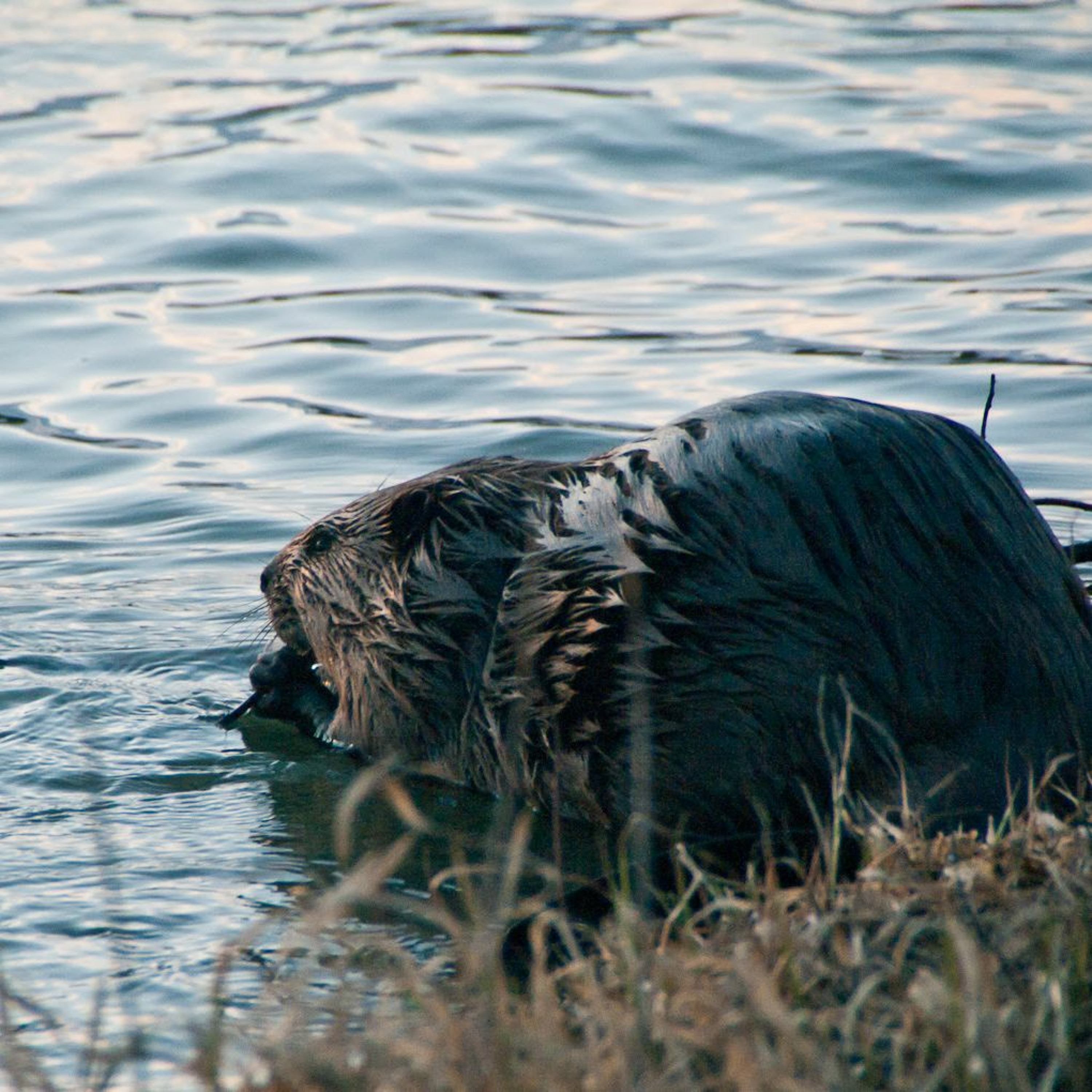 From the Ground Up Ep. 129: Coexisting with Beavers | 2019.06.26 episode artwork