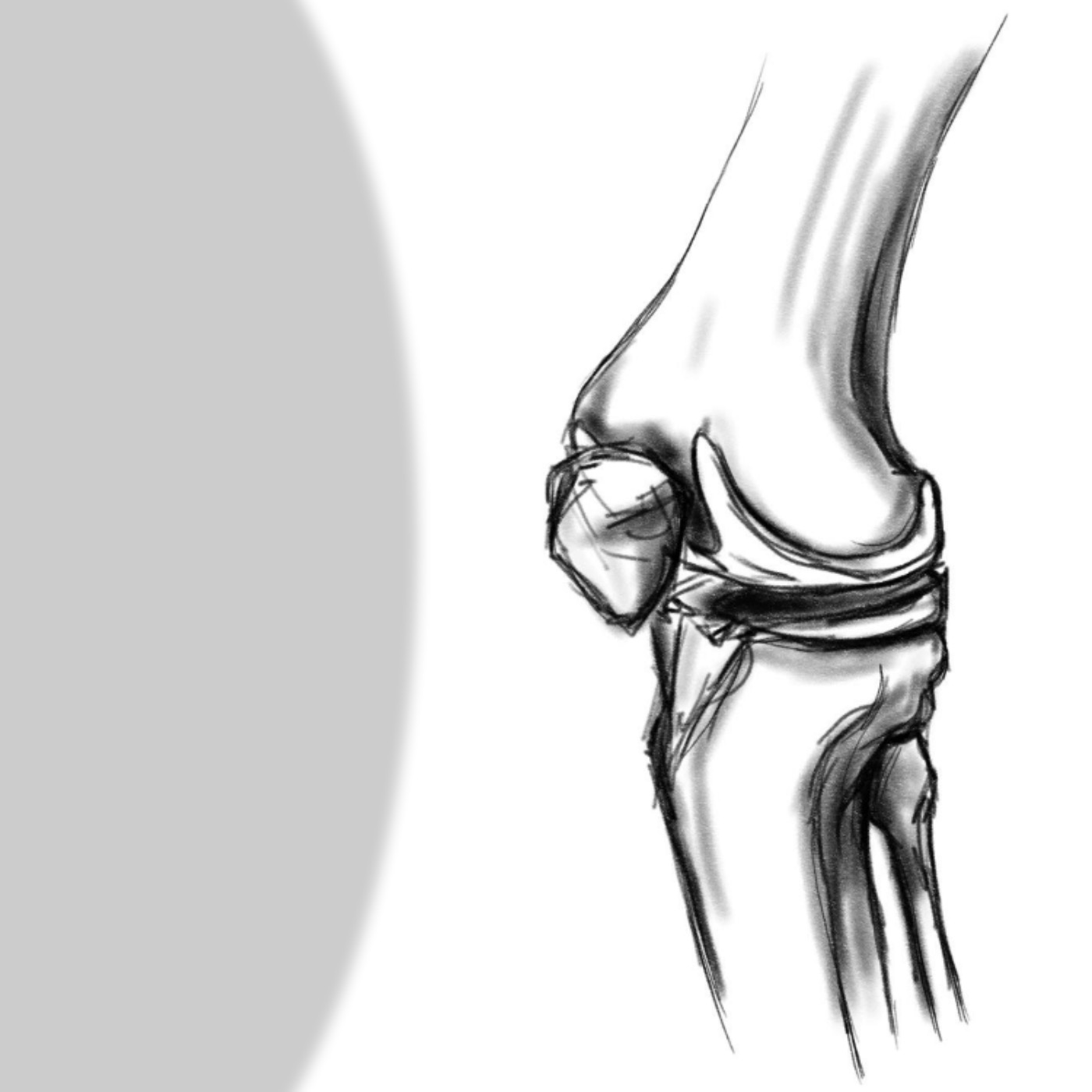 Kniegelenk | Allgemein und knöcherne Strukturen