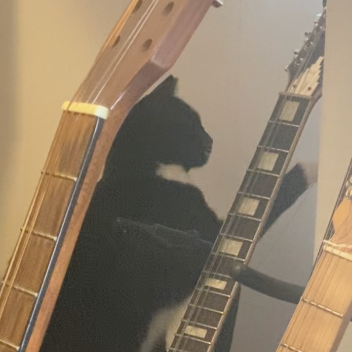 retroactive birthday shout-outs, sensory issues and cat floss