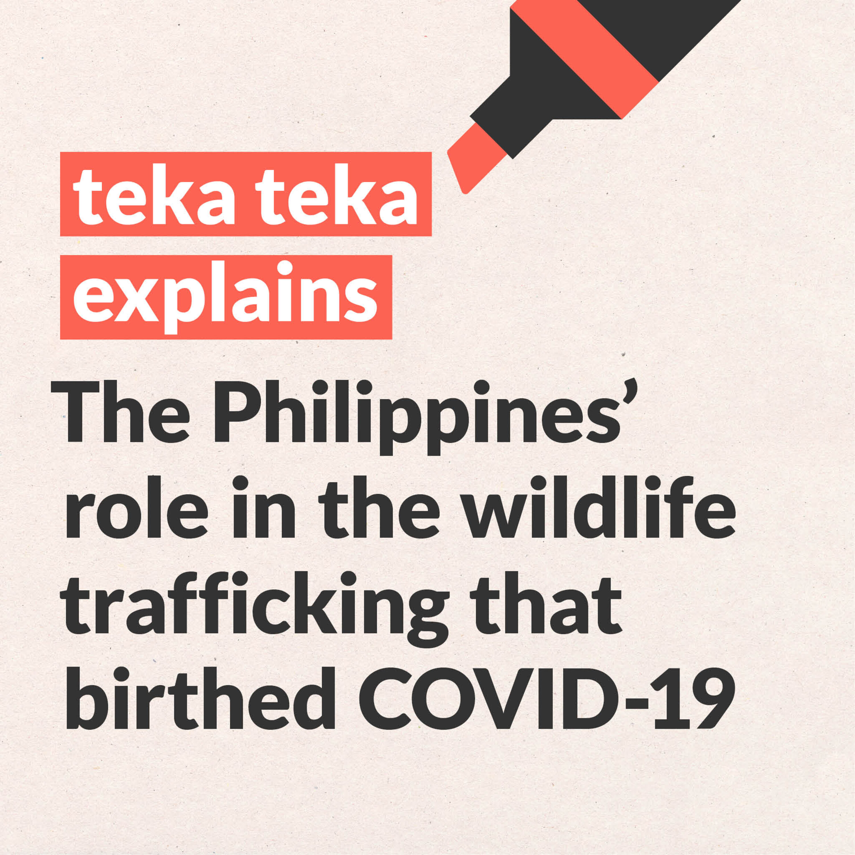 Wildlife trafficking birthed COVID-19. This is the PH's role in the illegal trade. | Teka Teka Explains episode artwork