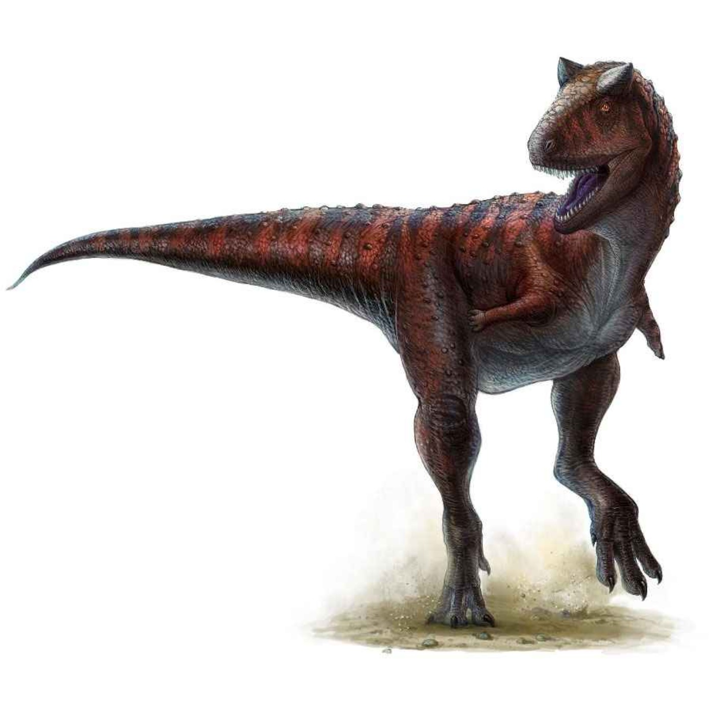 Paleo Bites